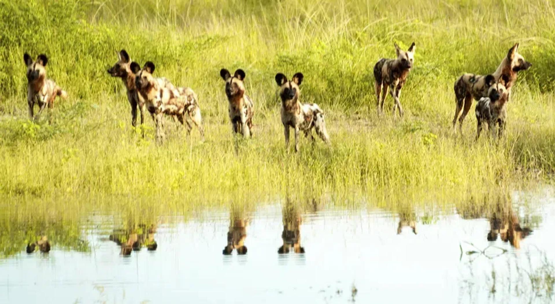Hyenas Water-hole