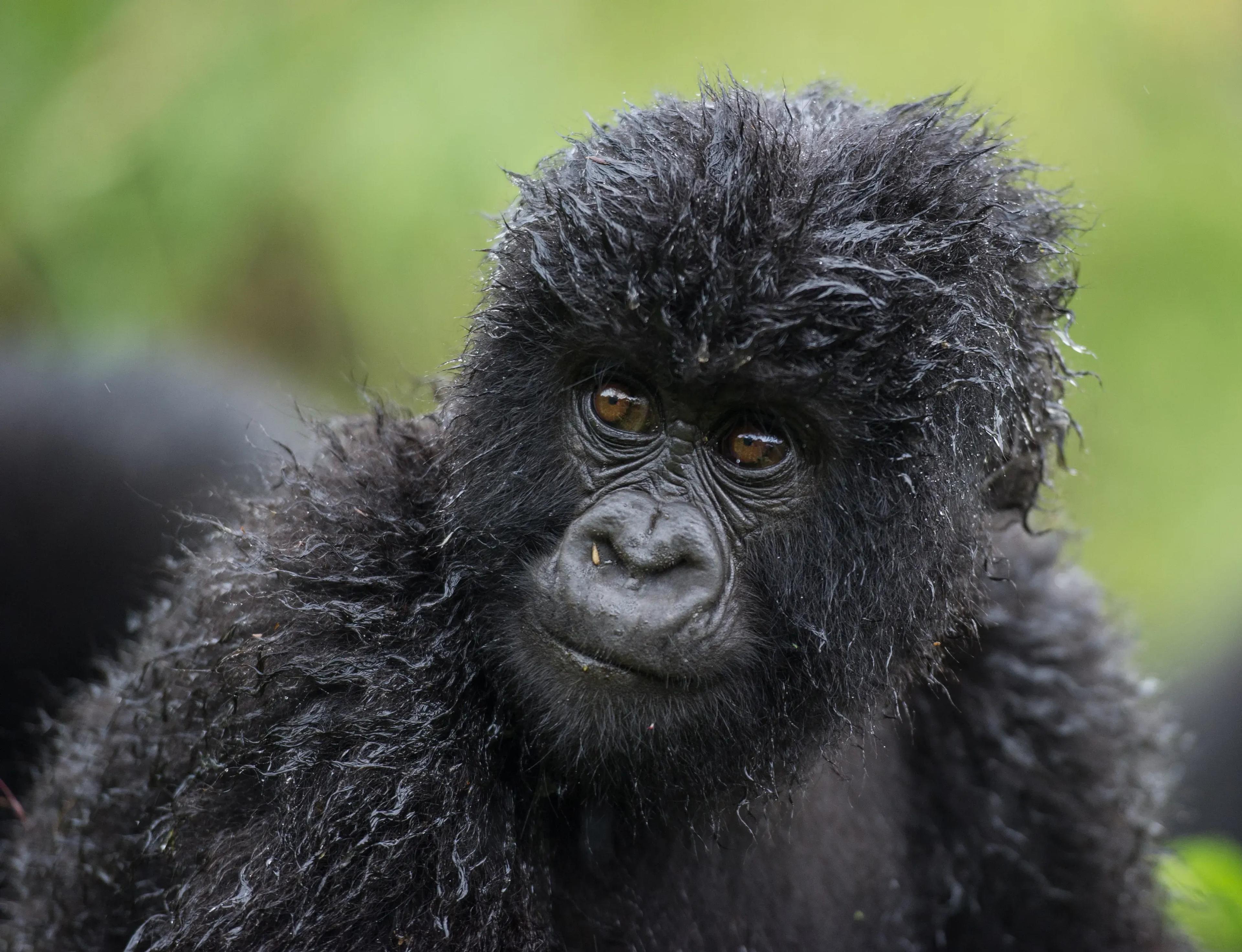 cute gorilla