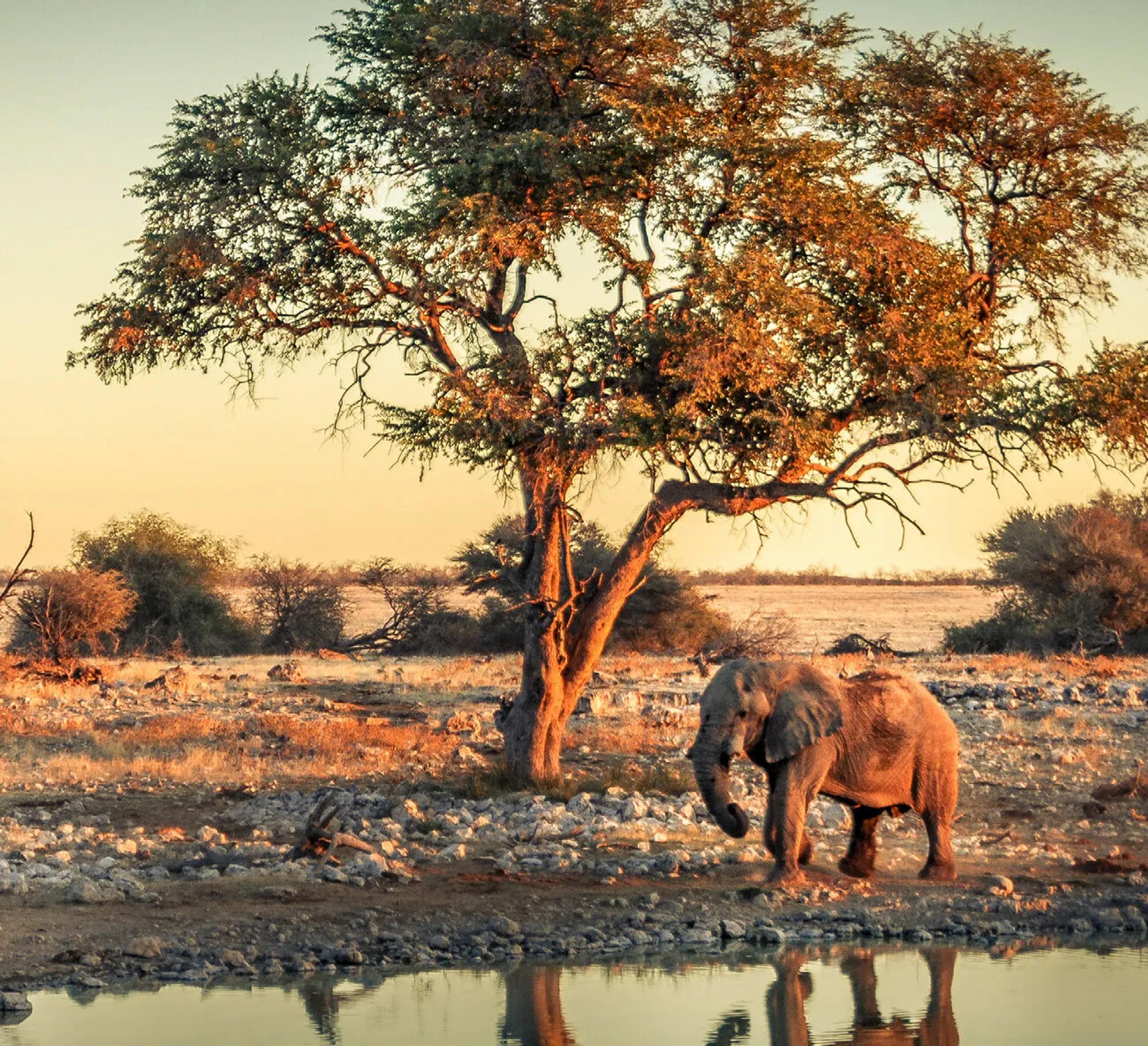 Elephant near water