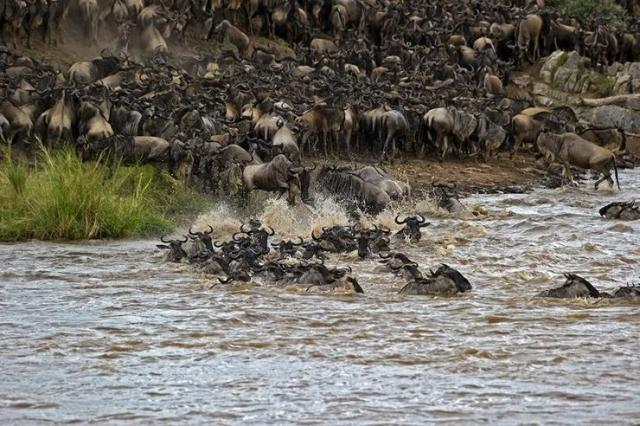 Copy of migration crossing