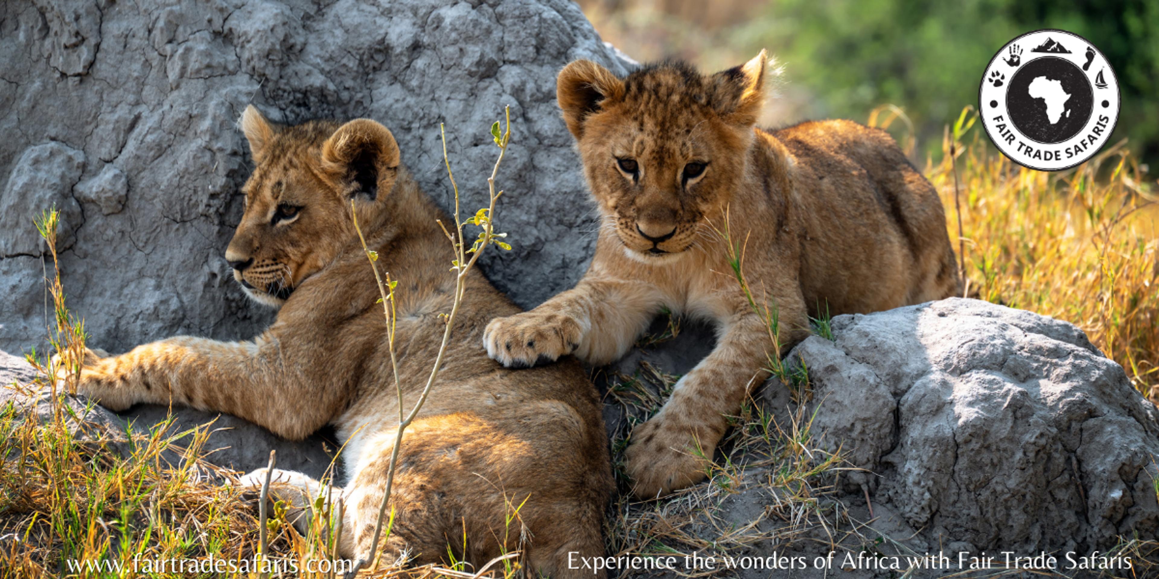 Two playful lion cubs resting on rocks in the savanna, promoting ethical travel with Fair Trade Safaris logo