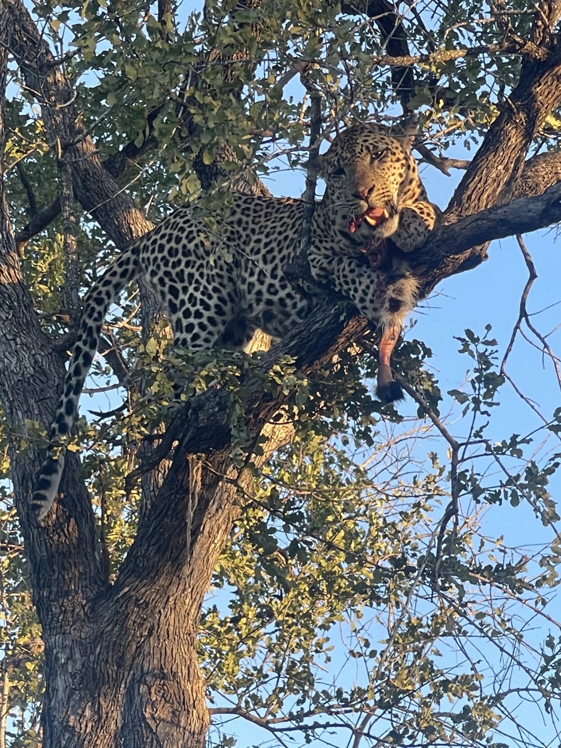 Leopard in the tree