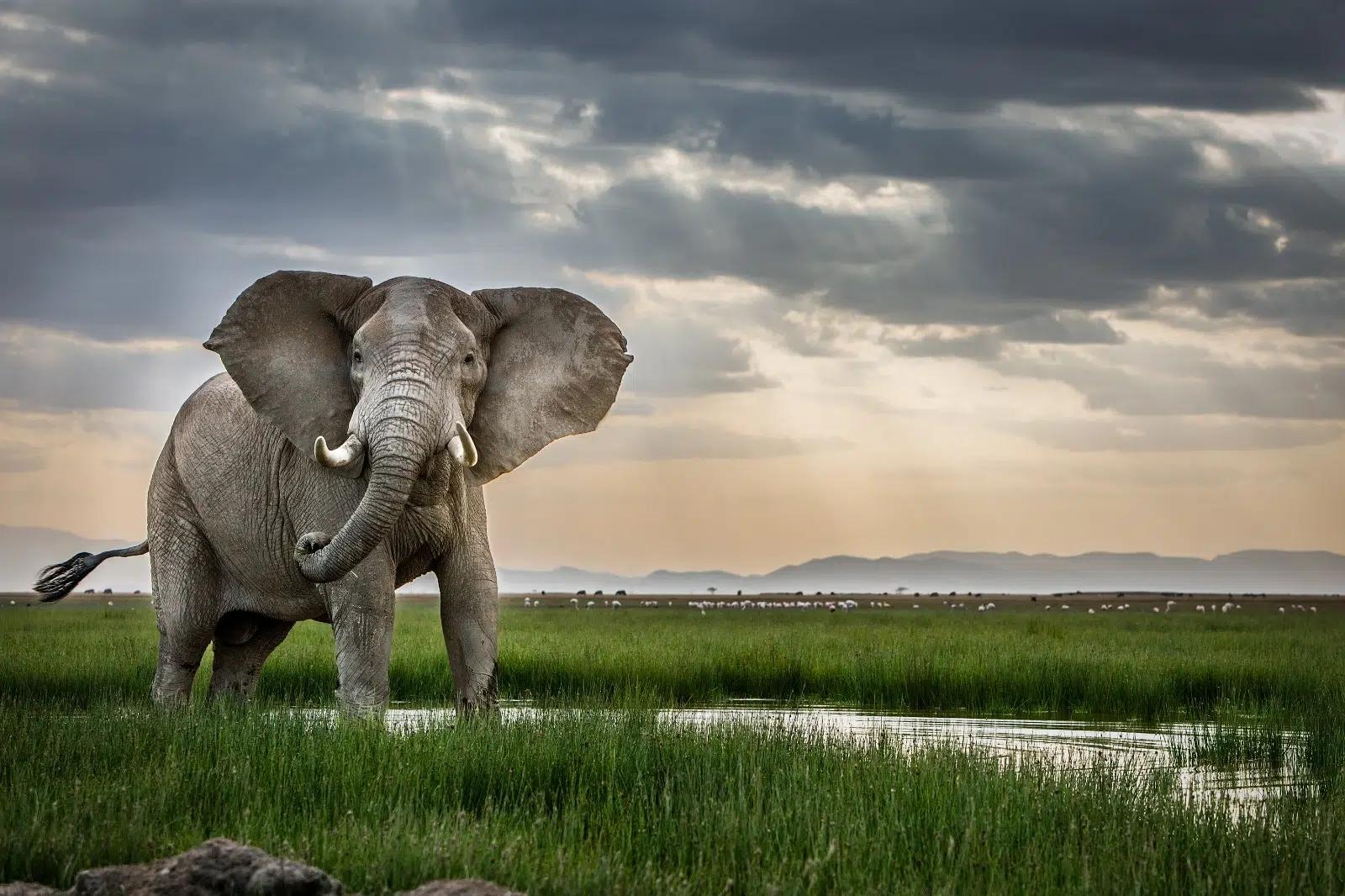 Elephant