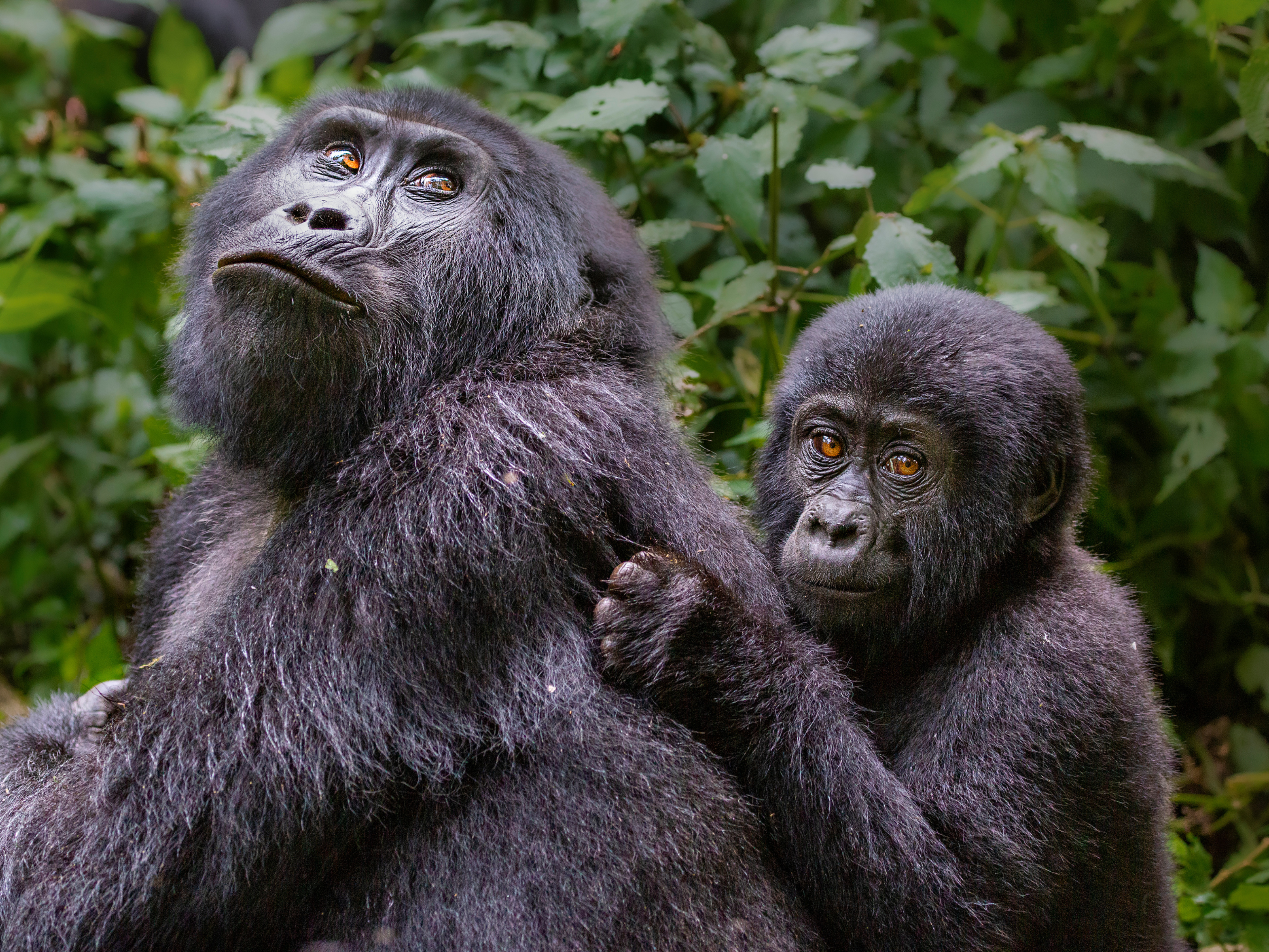 Mountain gorillas in Bwindi Impenetrable National Park rainforest in Uganda