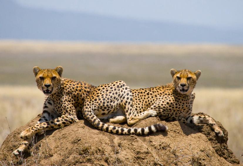 Serengeti 2 cheetahs sitting on mound 1 scaled