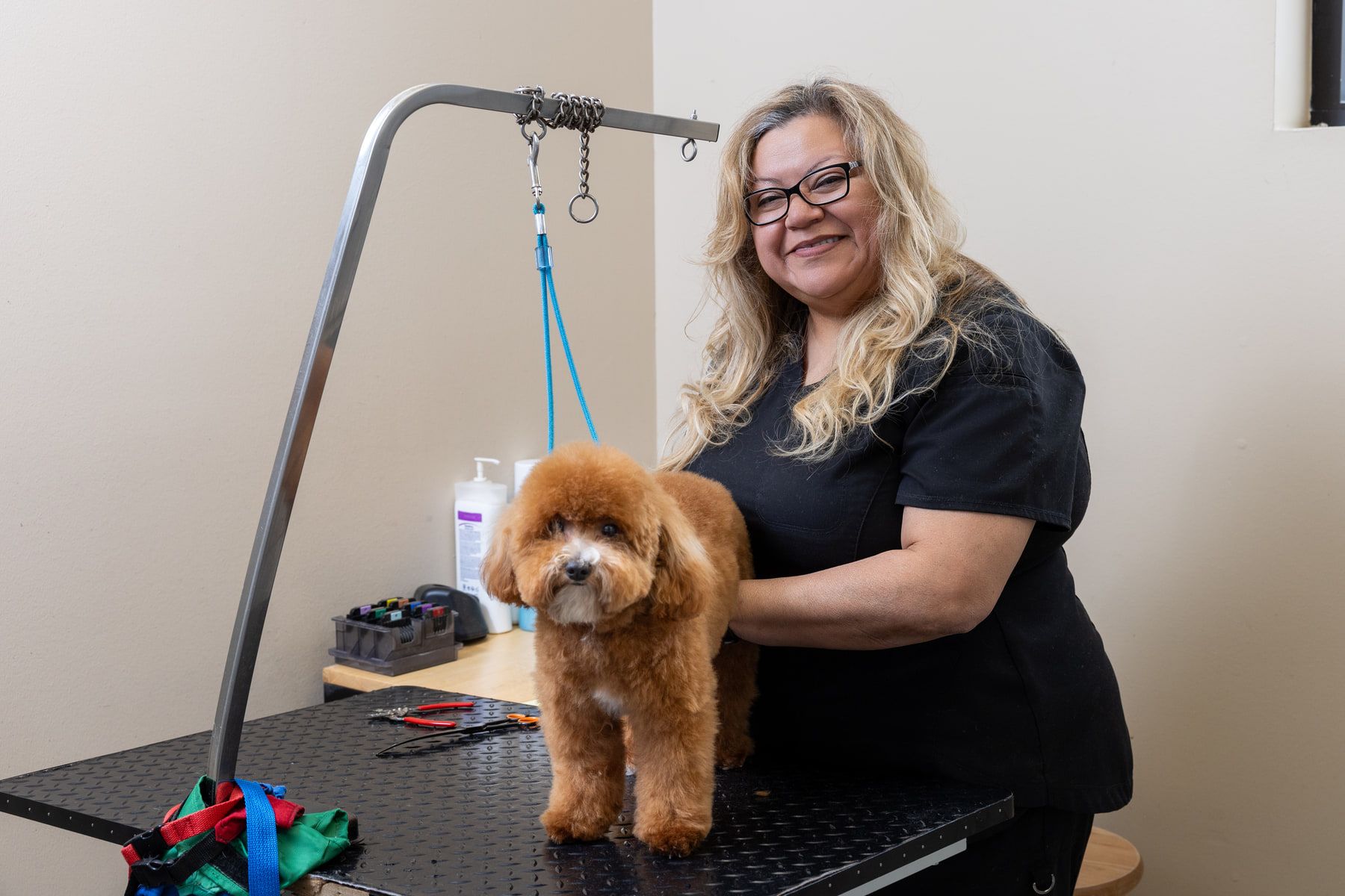 A freshly groomed apricot poodle standing on a grooming table with a staff member