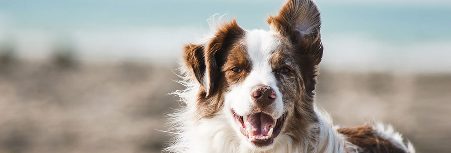 Happy dog at Sugar Land Pet Hospital