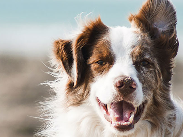 Happy dog at Sugar Land Pet Hospital