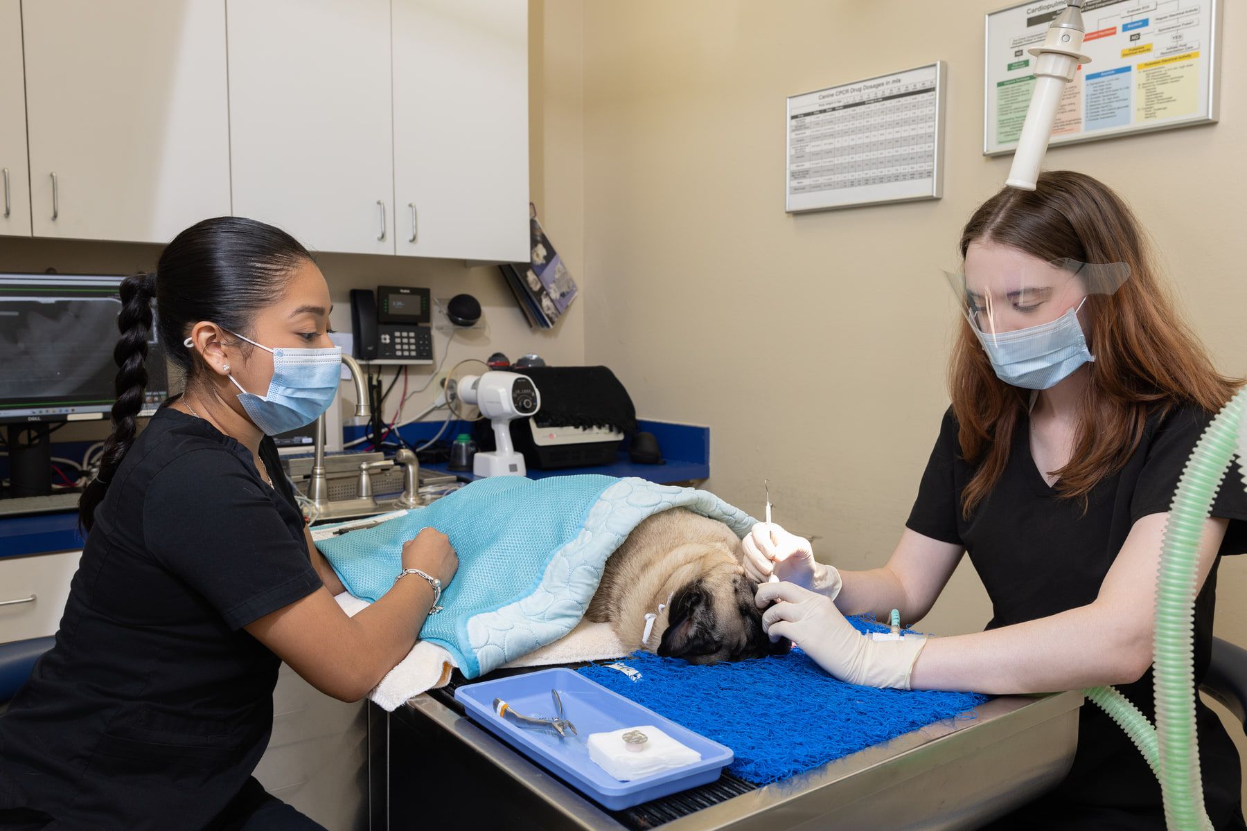 Two masked technicians performing a dental cleaning on a sedated dog