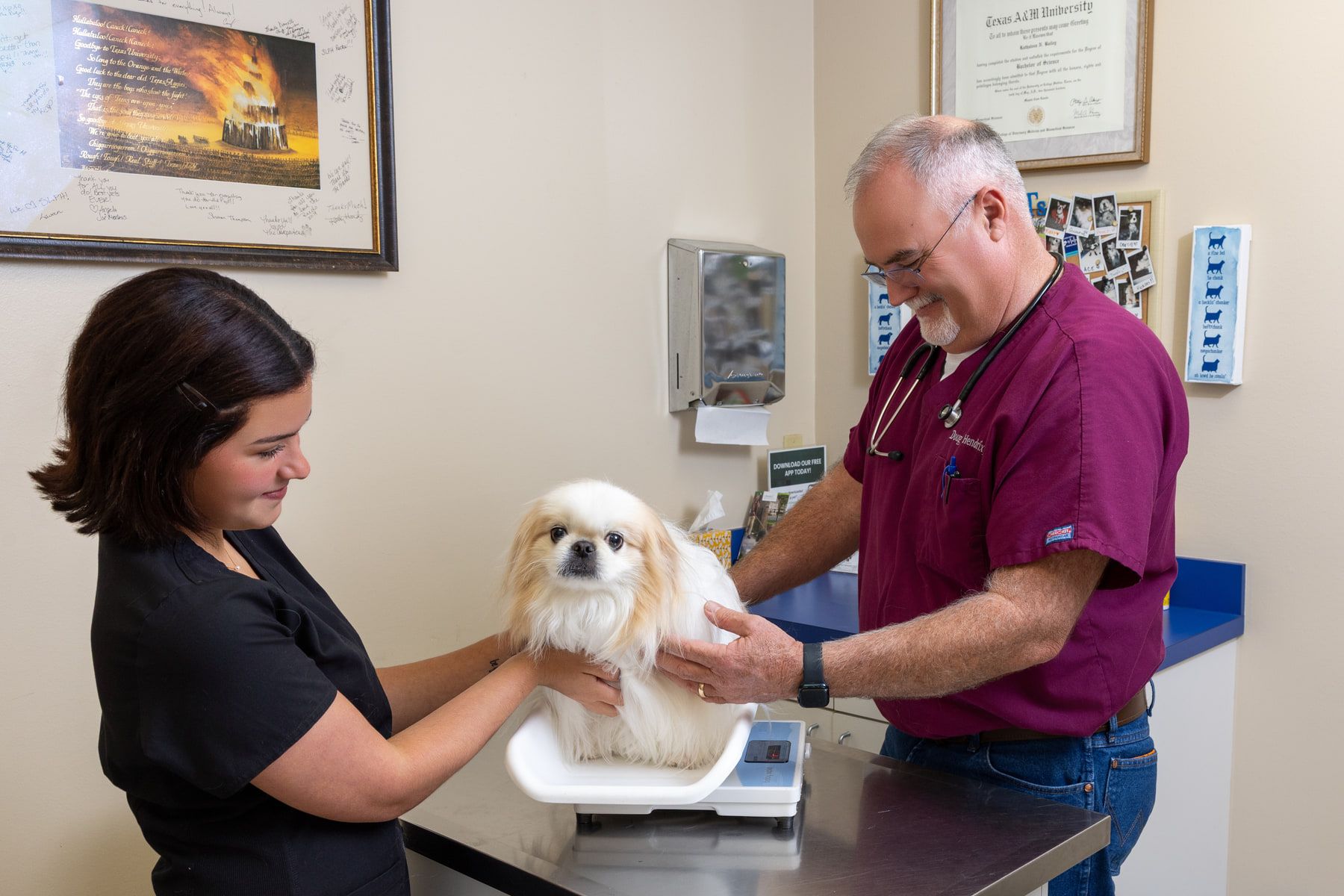 A Pekingese sitting on the exam room scale while a veterinarian and technician check its weight