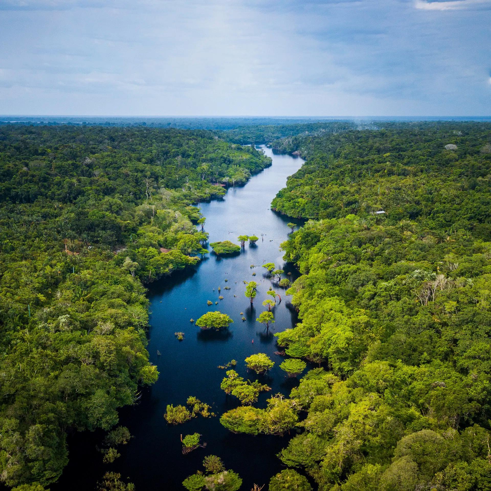 The Amazon Rainforest