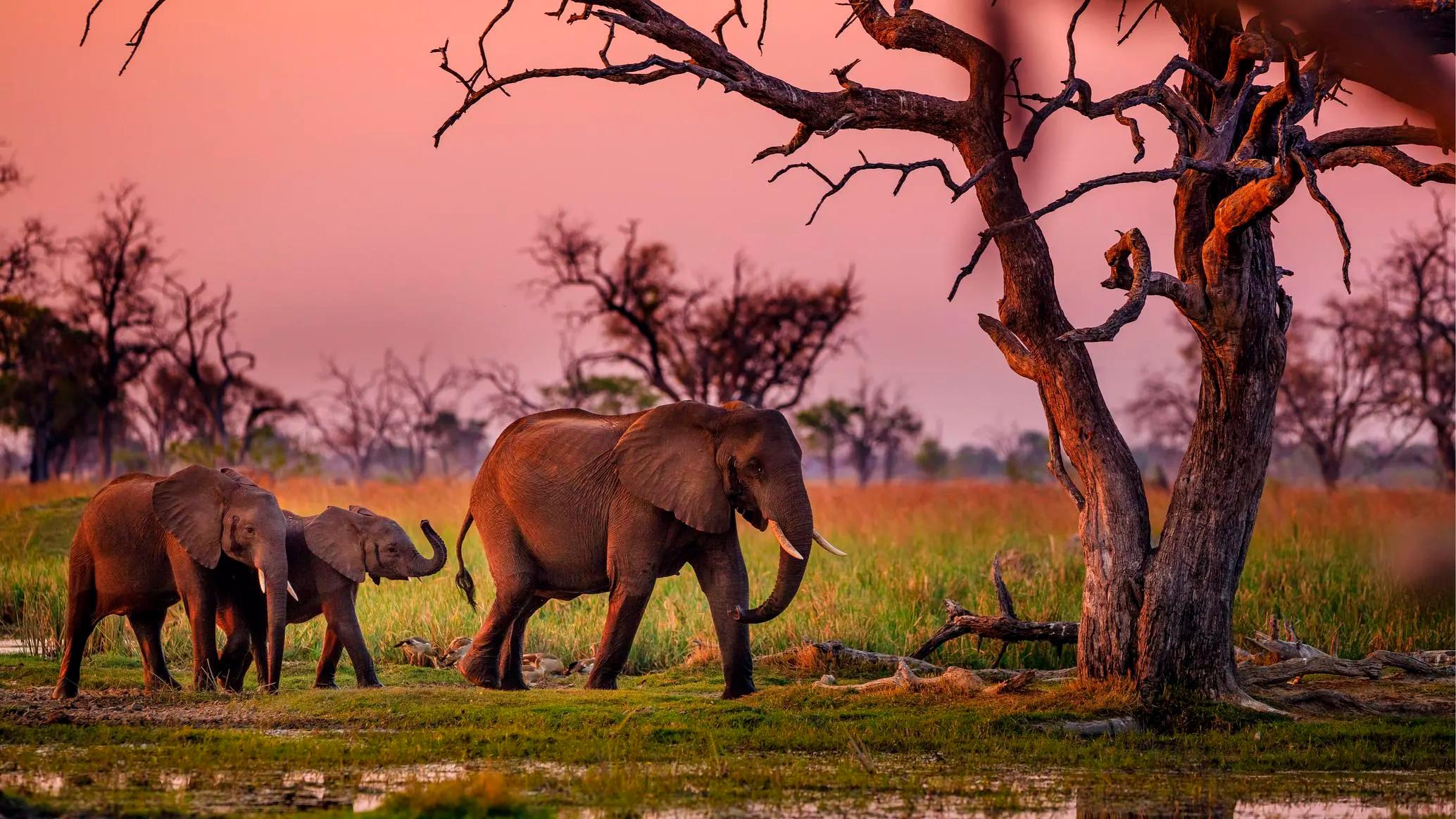 VICTORIA FALLS TO KASANE | INTO BOTSWANA