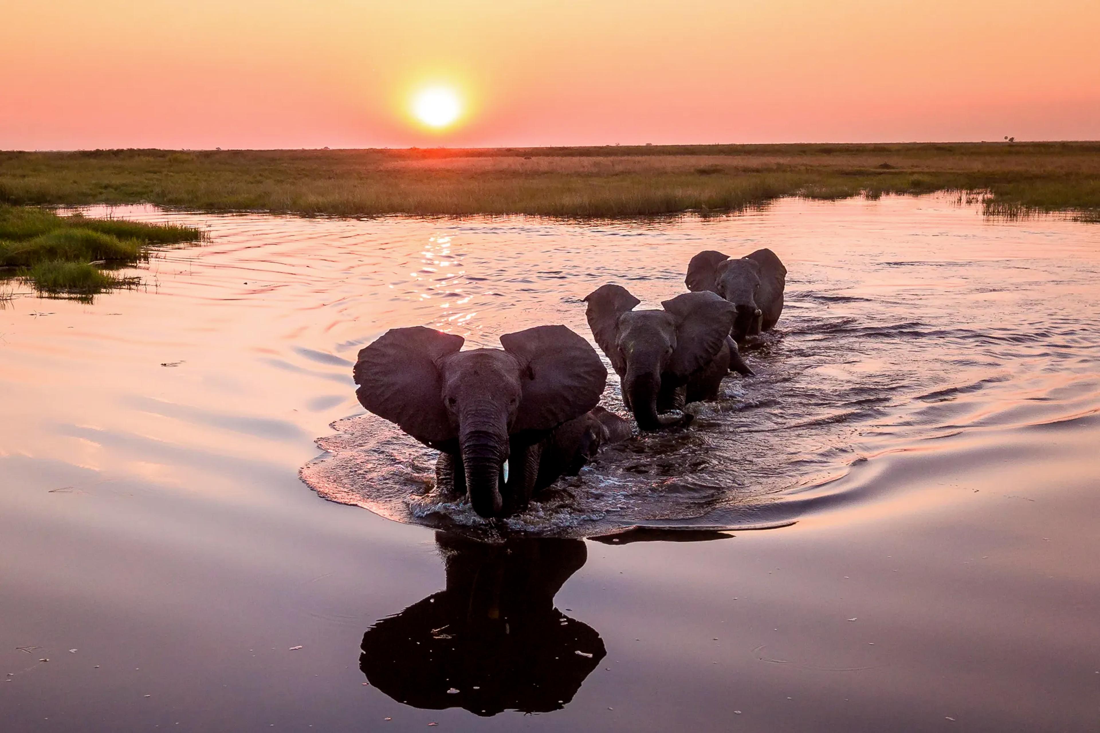 The Linyanti & Chobe Regions