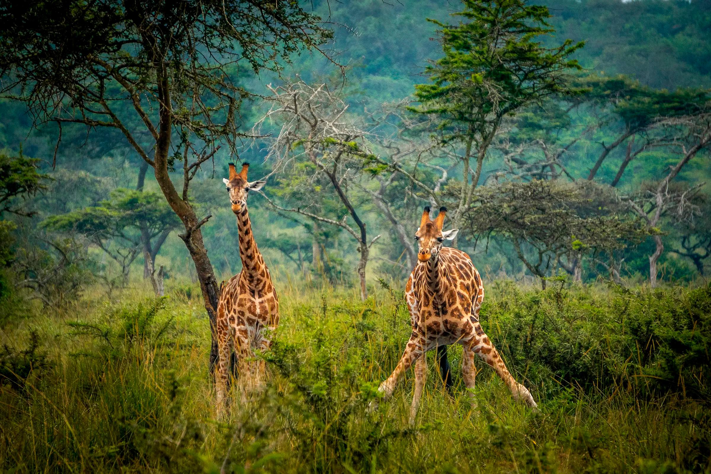 CHIMPANZEE TRACKING & LAKE MBURO NATIONAL PARK