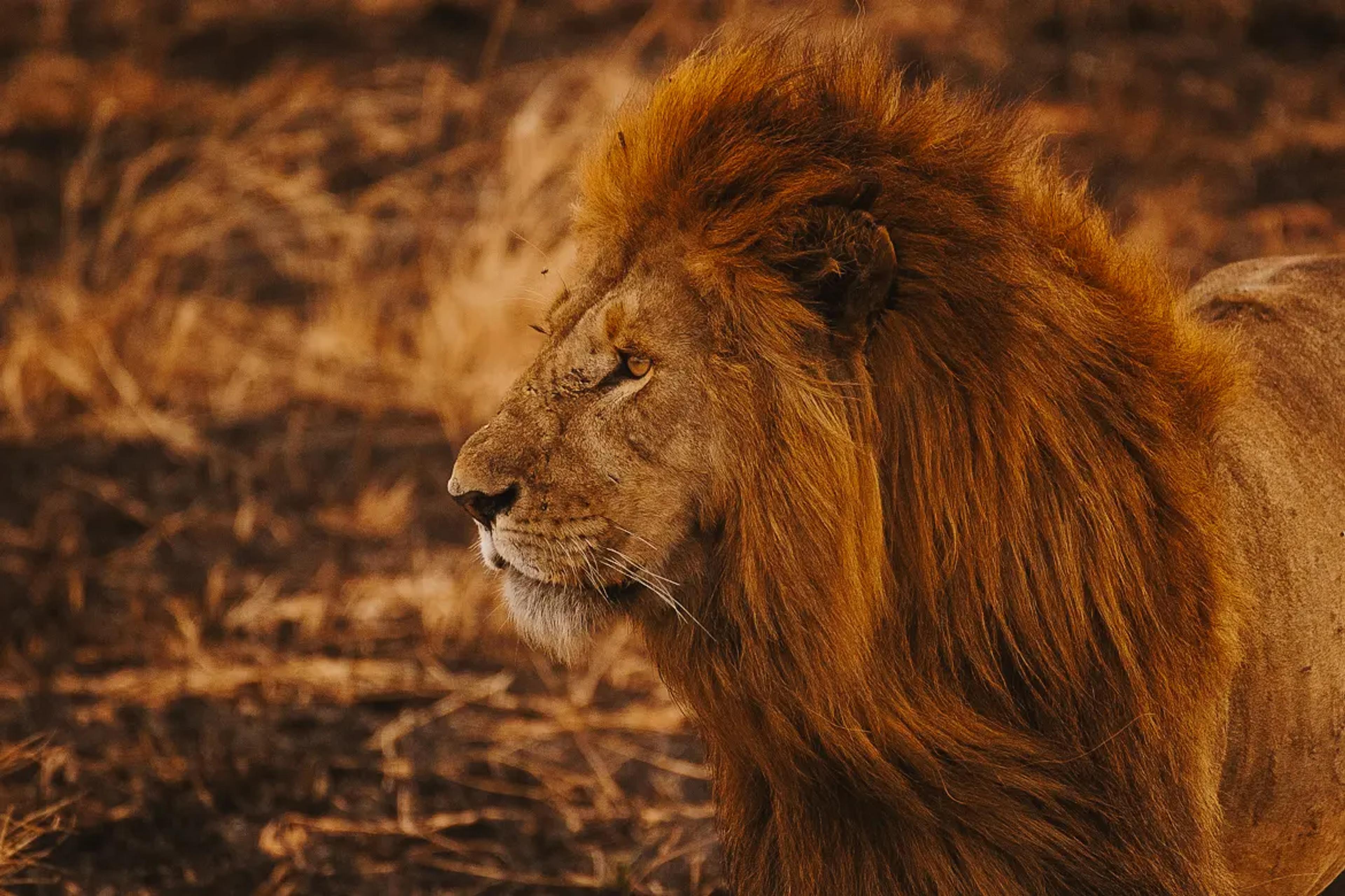 MAASAI MARA | BIG CATS AND OPEN SAVANNA