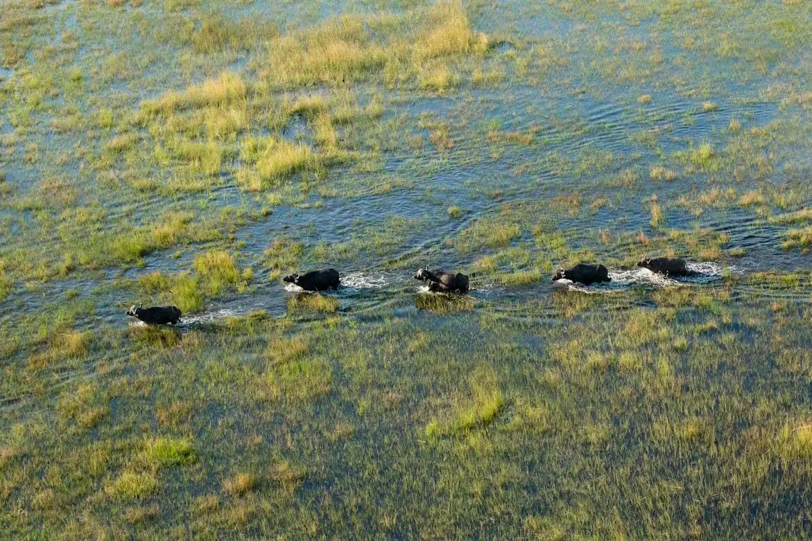 OKAVANGO DELTA TO CAPRIVI REGION