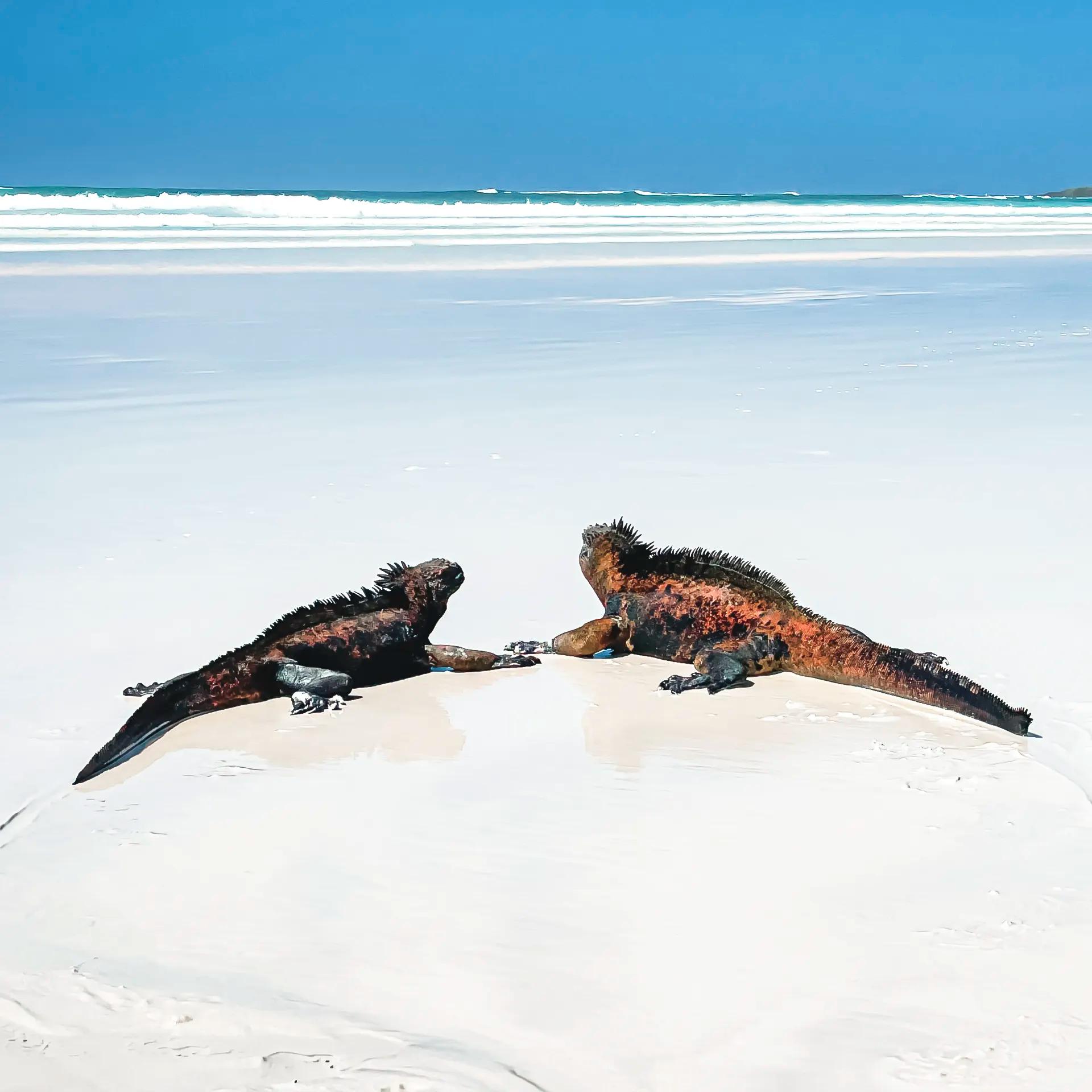 GALÁPAGOS HIGHLANDS OR ISLET VISIT
