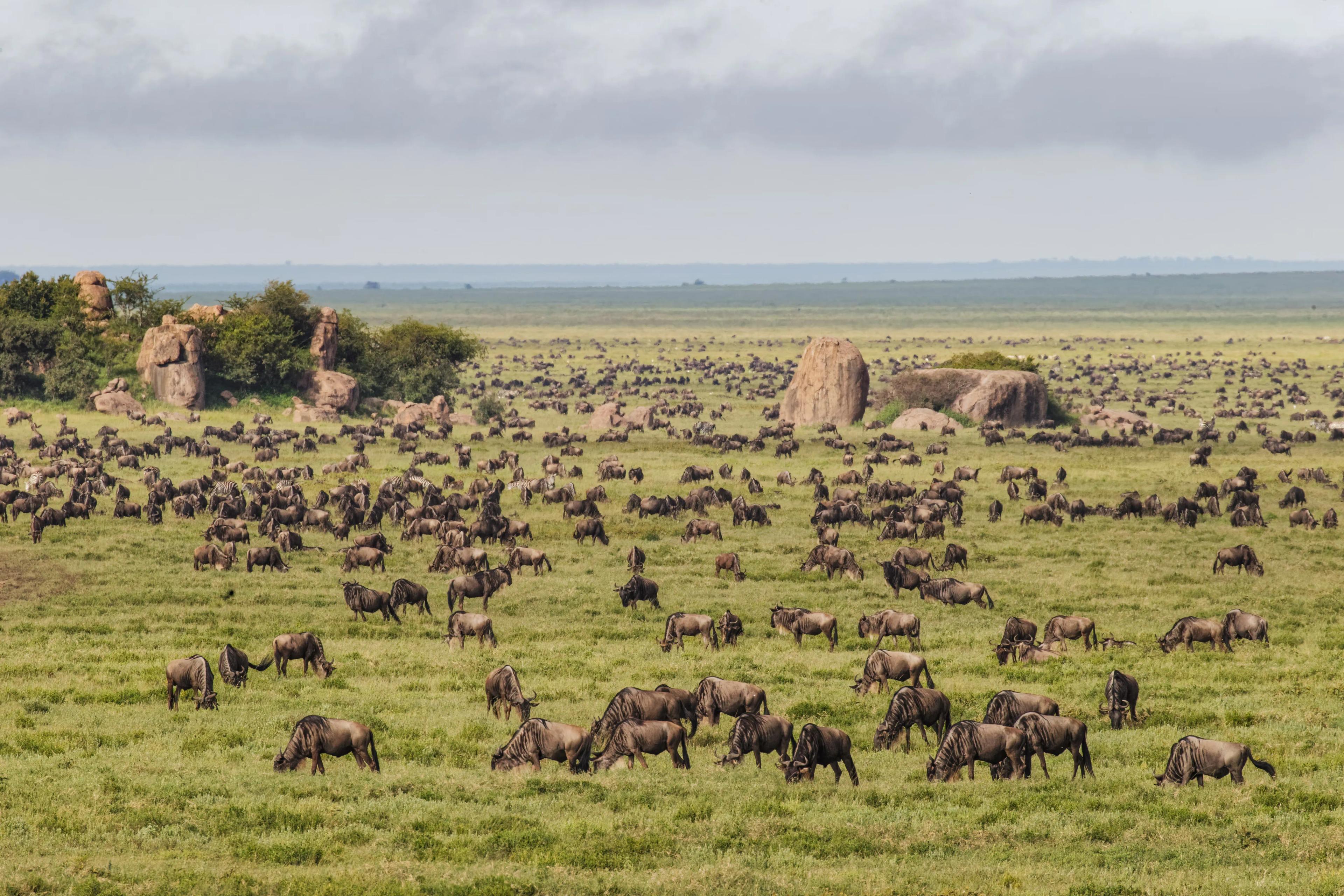 SERENGETI | PREDATORS, PLAINS, AND THE MIGRATION STORY