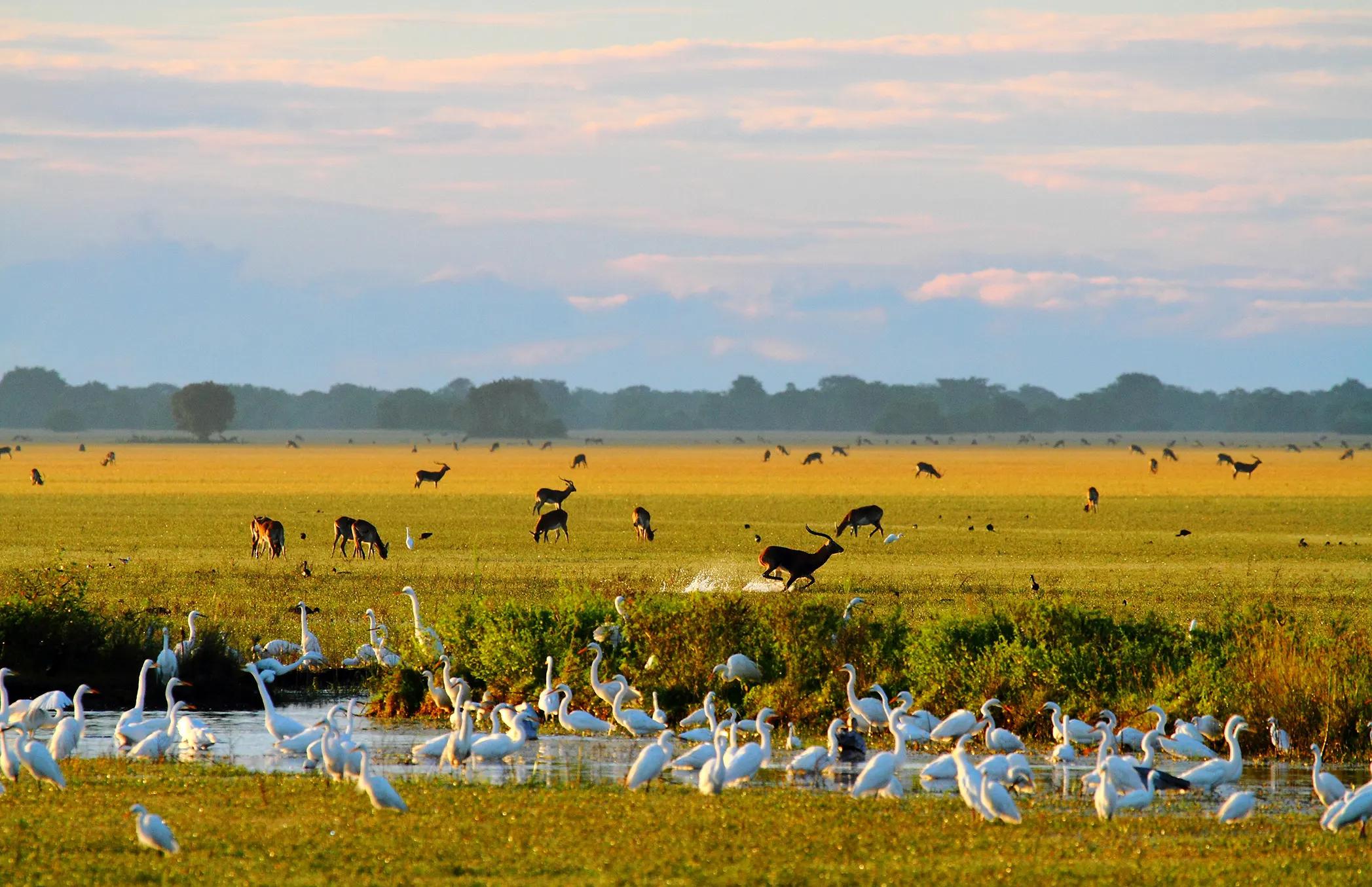 SOUTH LUANGWA NATIONAL PARK