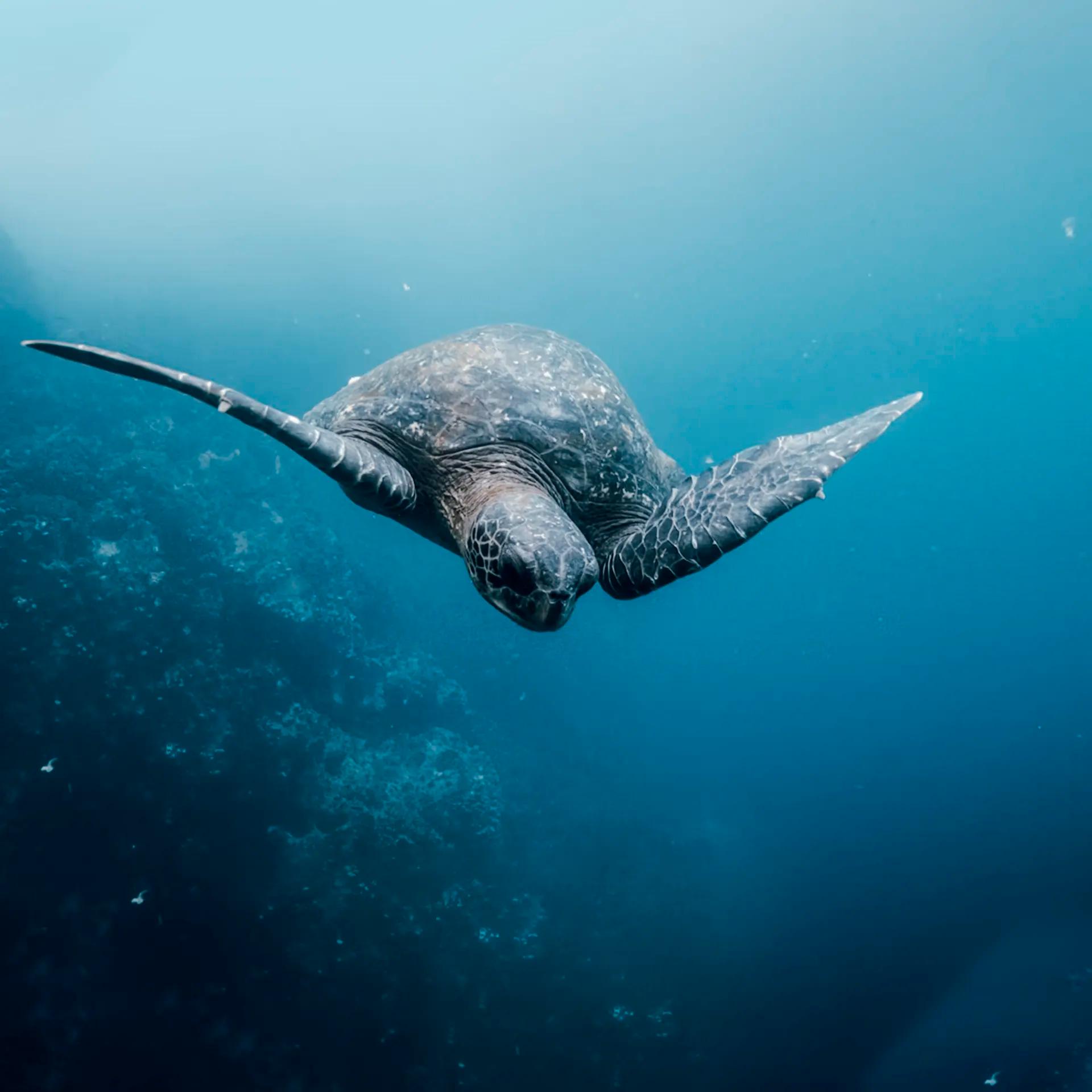 SANTA CRUZ HIGHLANDS AND CONSERVATION INSIGHT