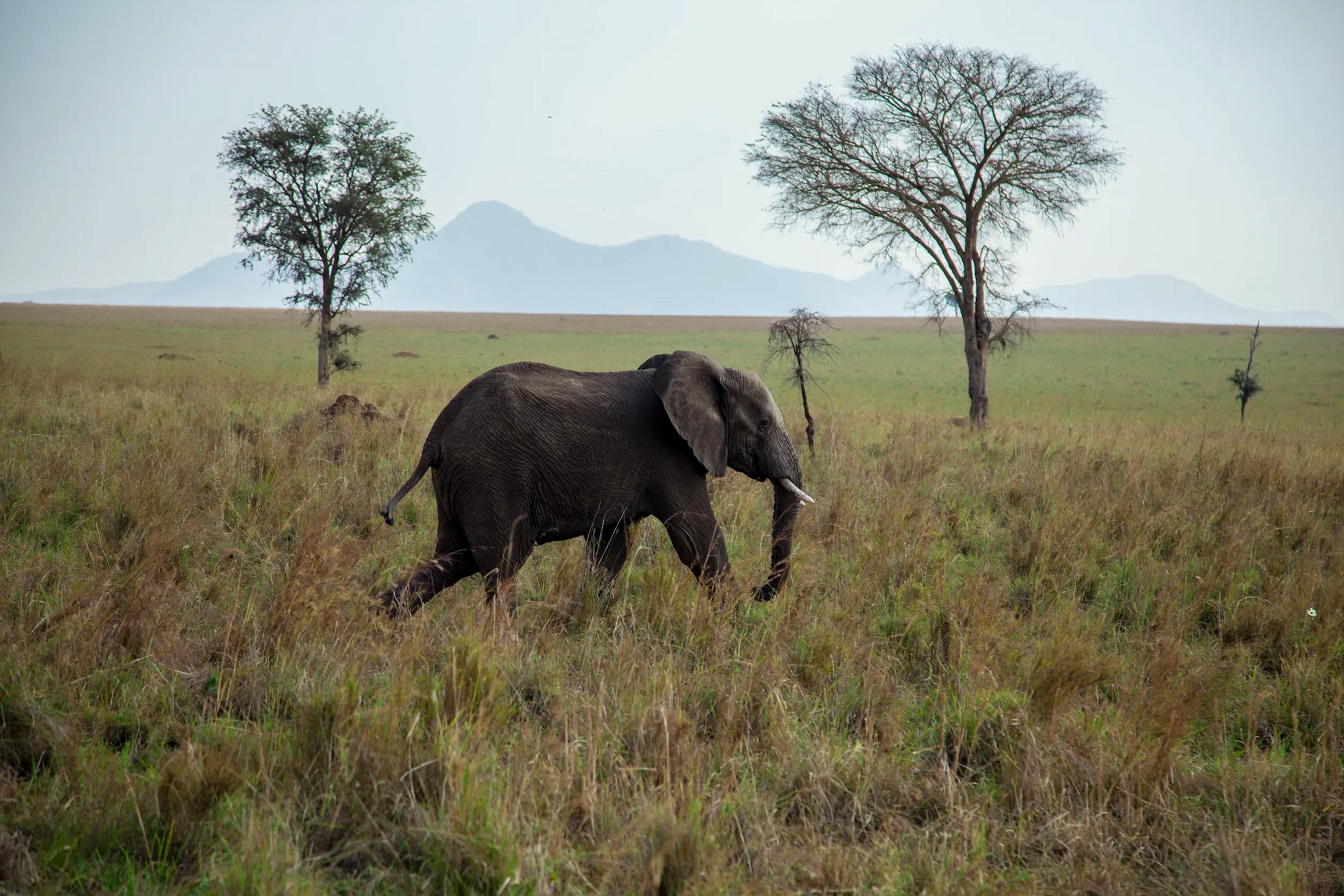 Kidepo Valley & Remote Northern Wilderness