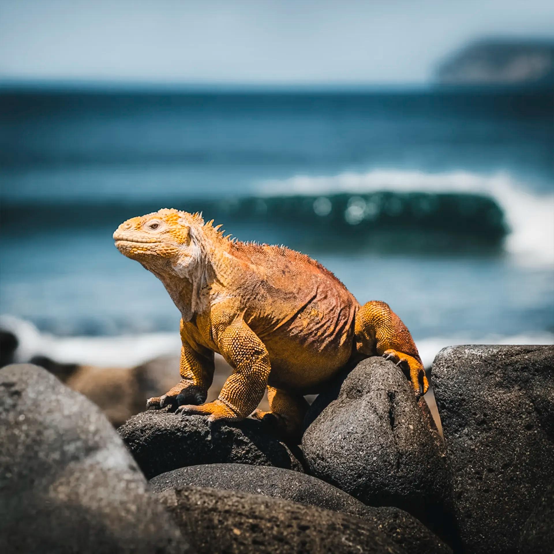 Welcome to Ecuador. Your journey begins here.