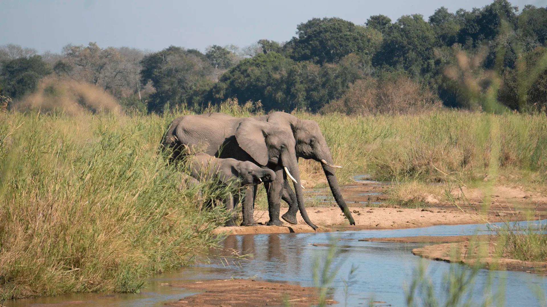VICTORIA FALLS TO ELEPHANT SANDS