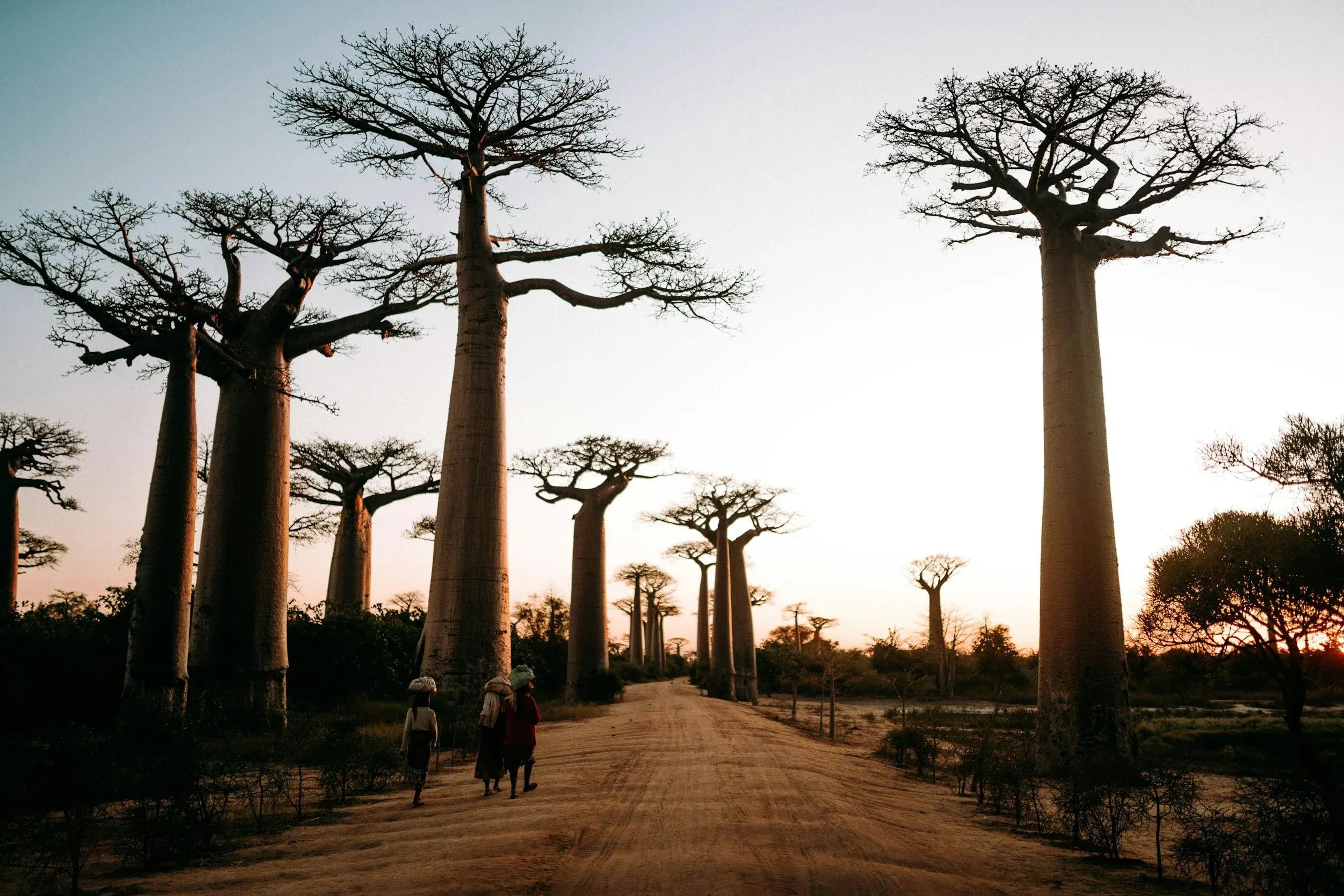 TARANGIRE | CROSSING INTO TANZANIA AND BAOBAB SAVANNAS