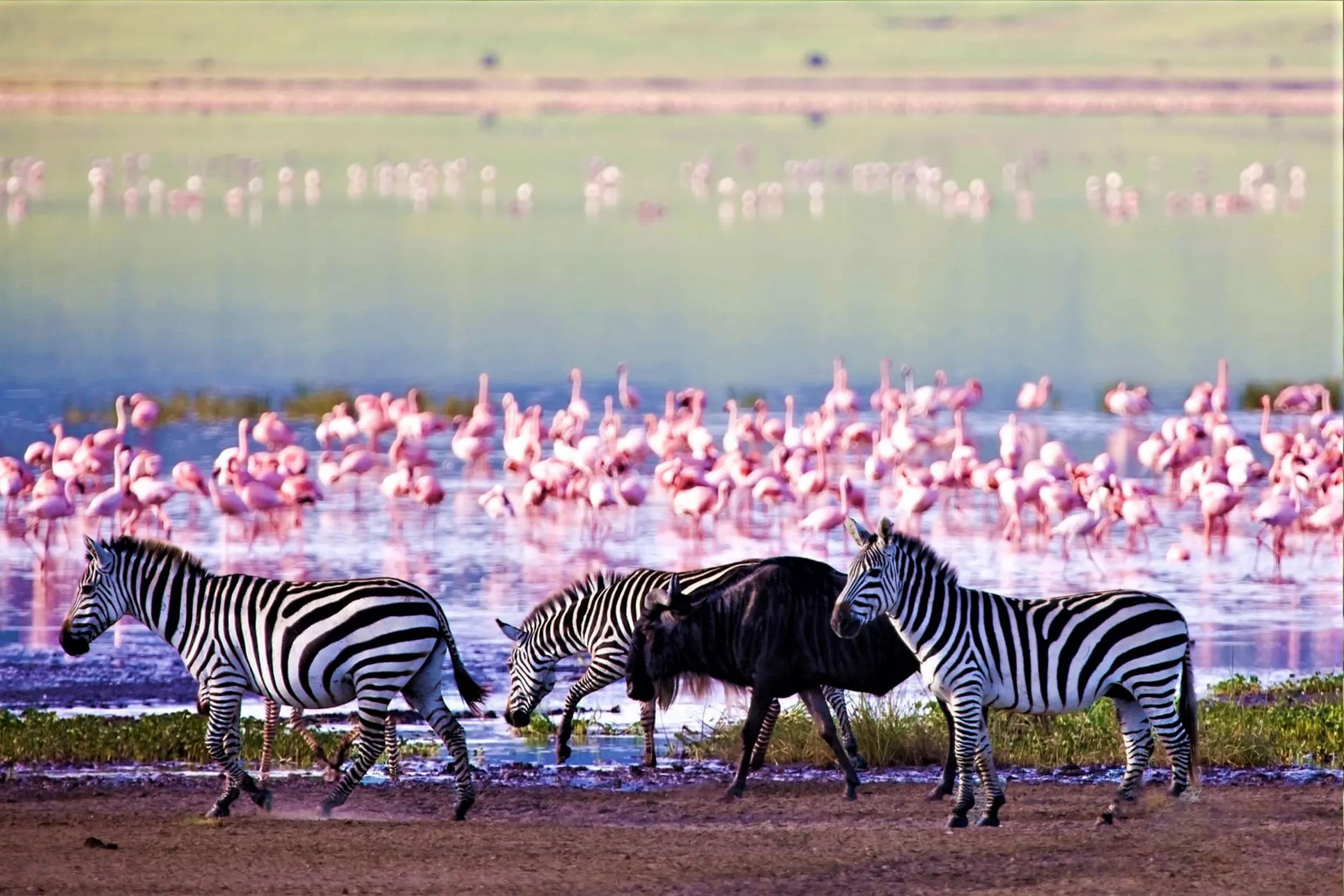 Ngorongoro Crater & the Highlands