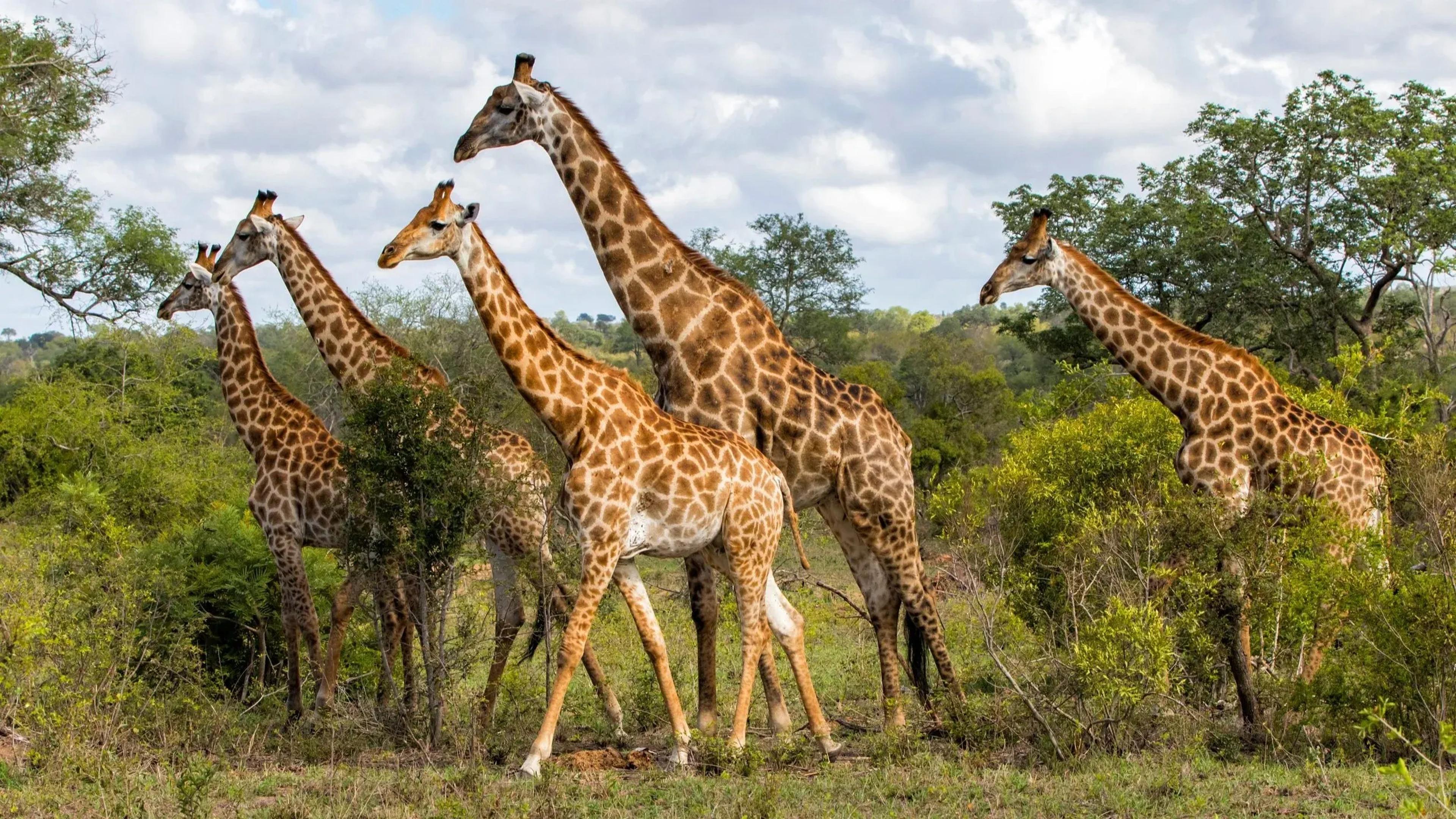 CAPE TOWN TO GREATER KRUGER PRIVATE RESERVE