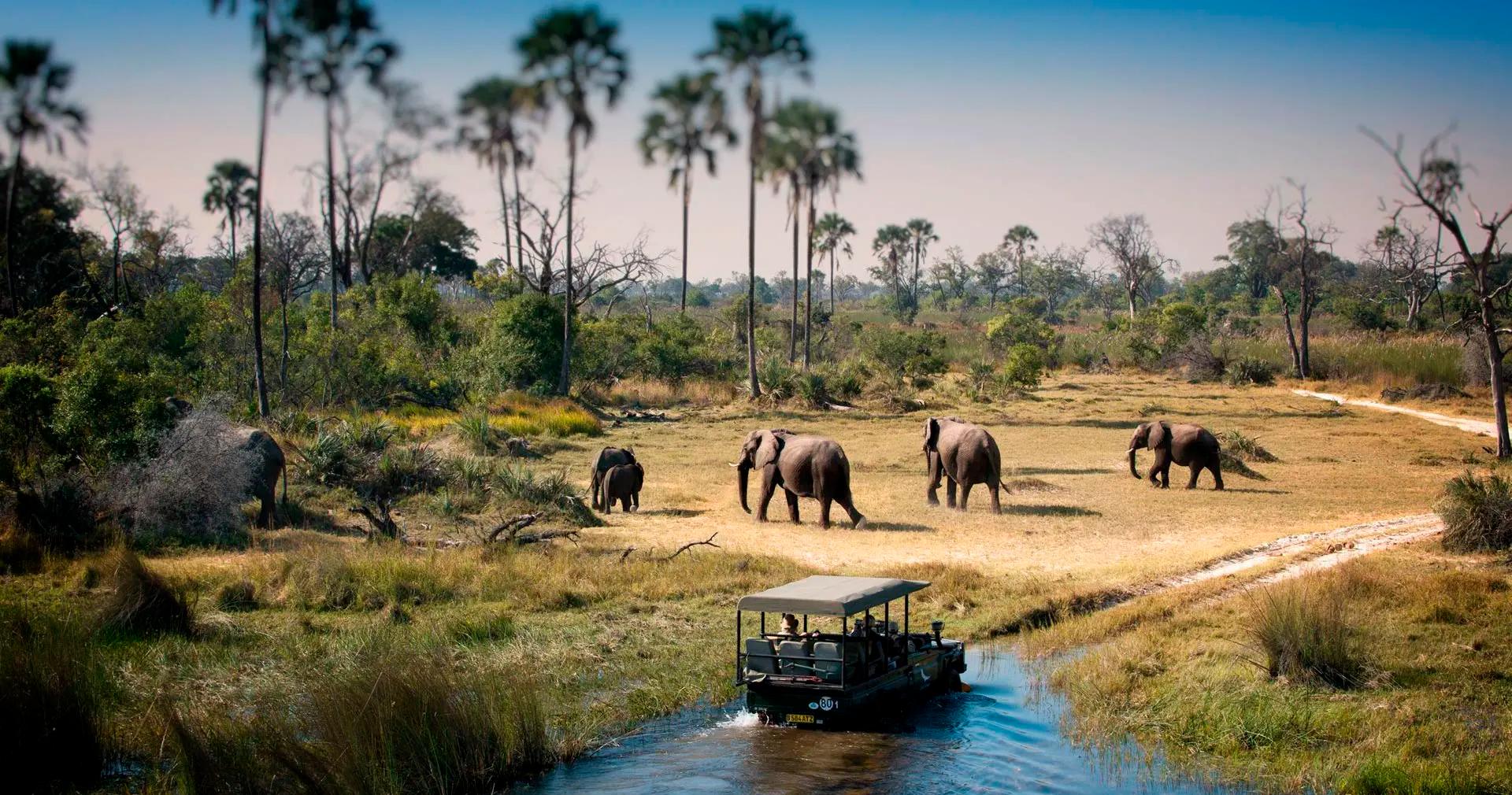 CHOBE NATIONAL PARK SAFARI EXPERIENCE