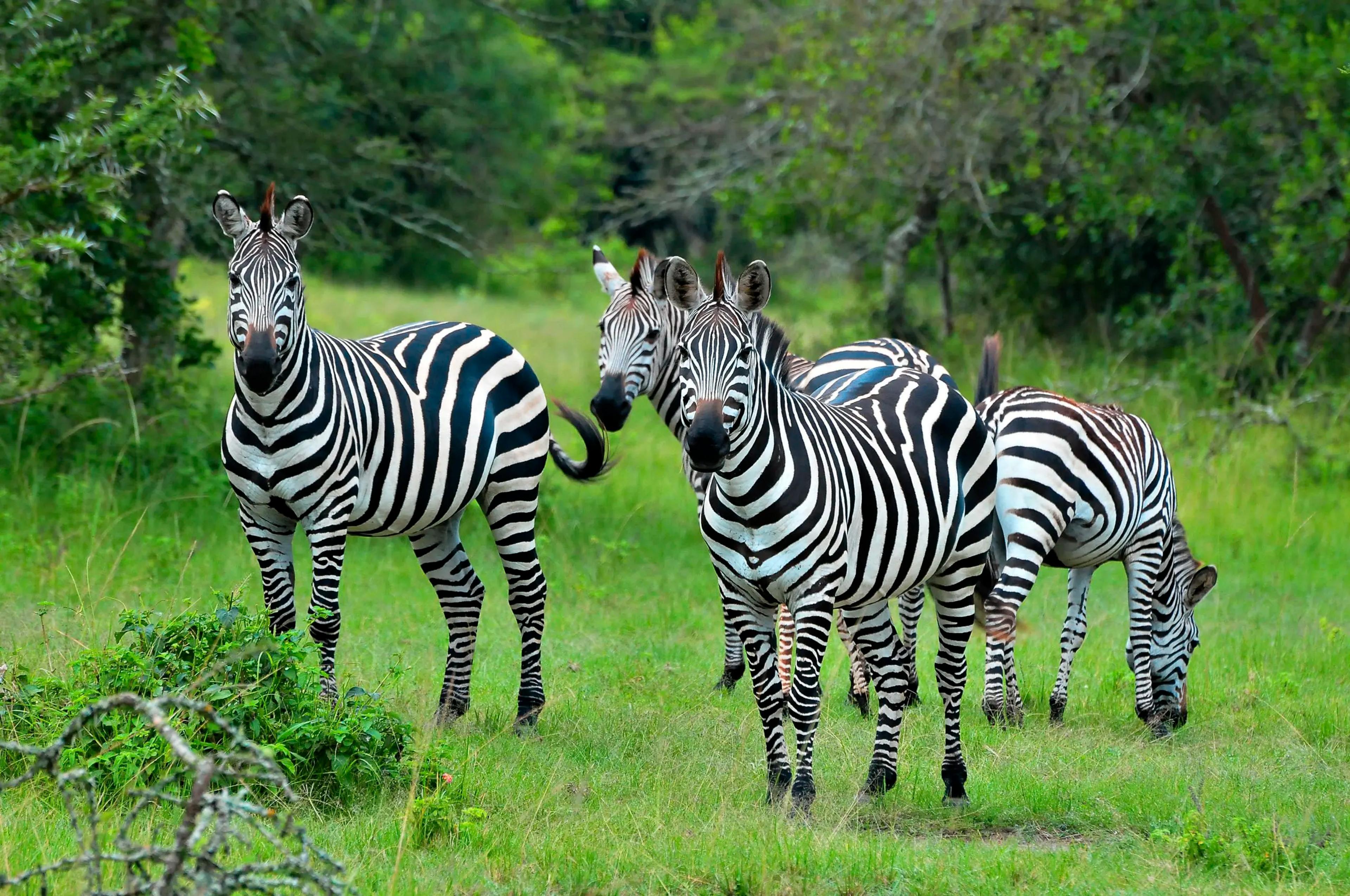 LAKE MBURO NATIONAL PARK TO JINJA