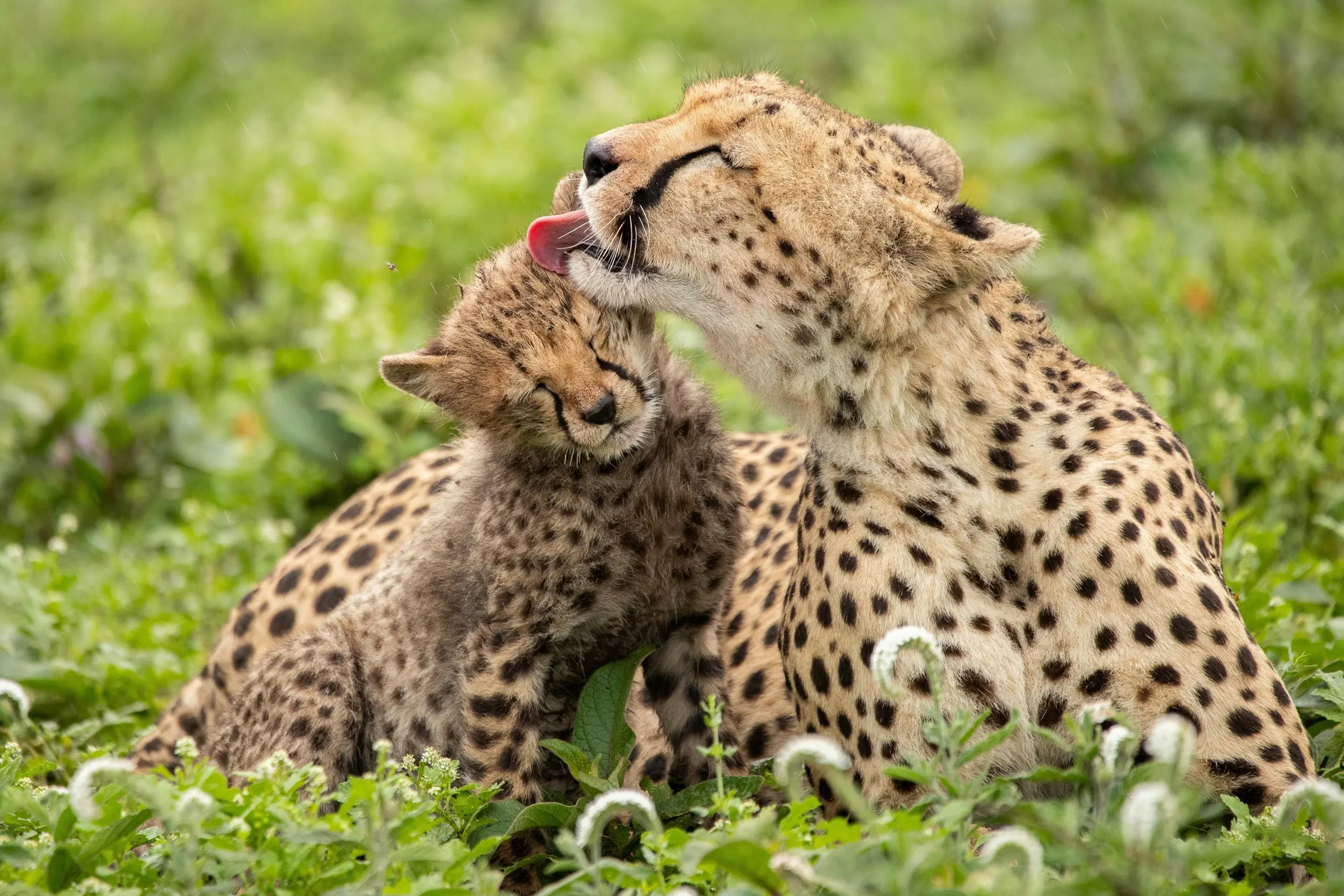 The Serengeti & Northern Plains