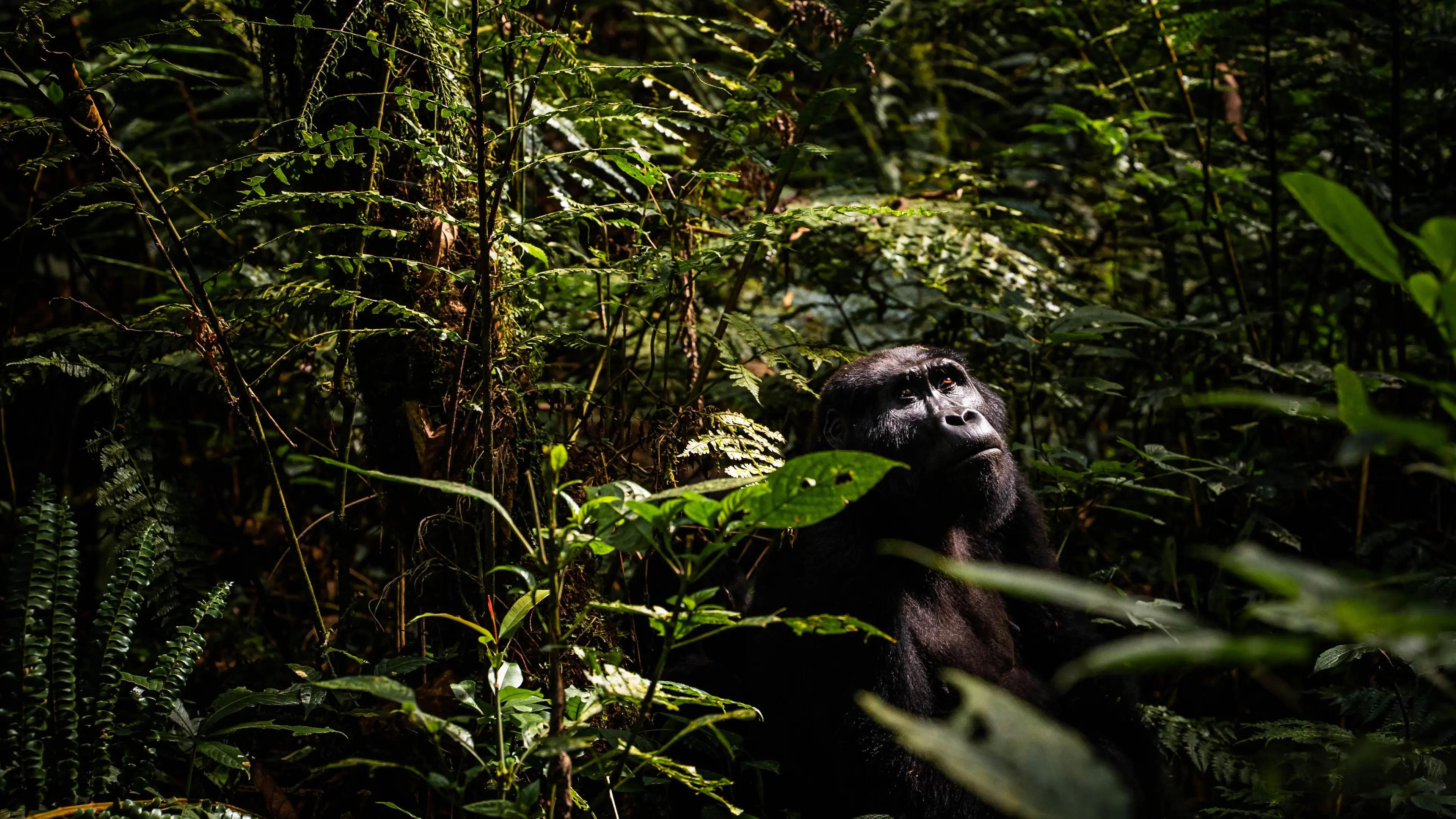 GORILLA TREKKING IN BWINDI IMPENETRABLE NATIONAL PARK