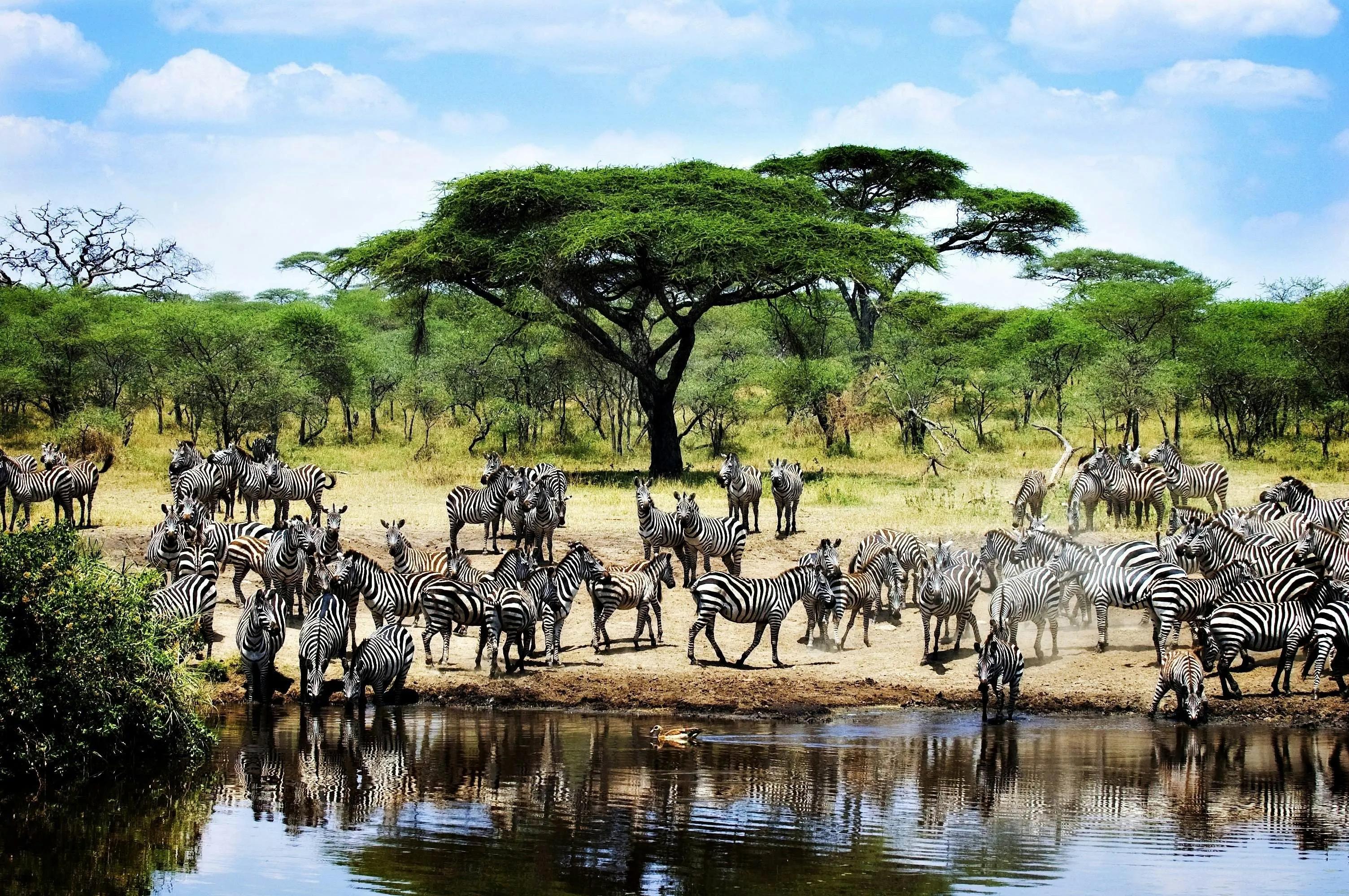 SERENGETI | ARRIVAL IN GREAT MIGRATION COUNTRY