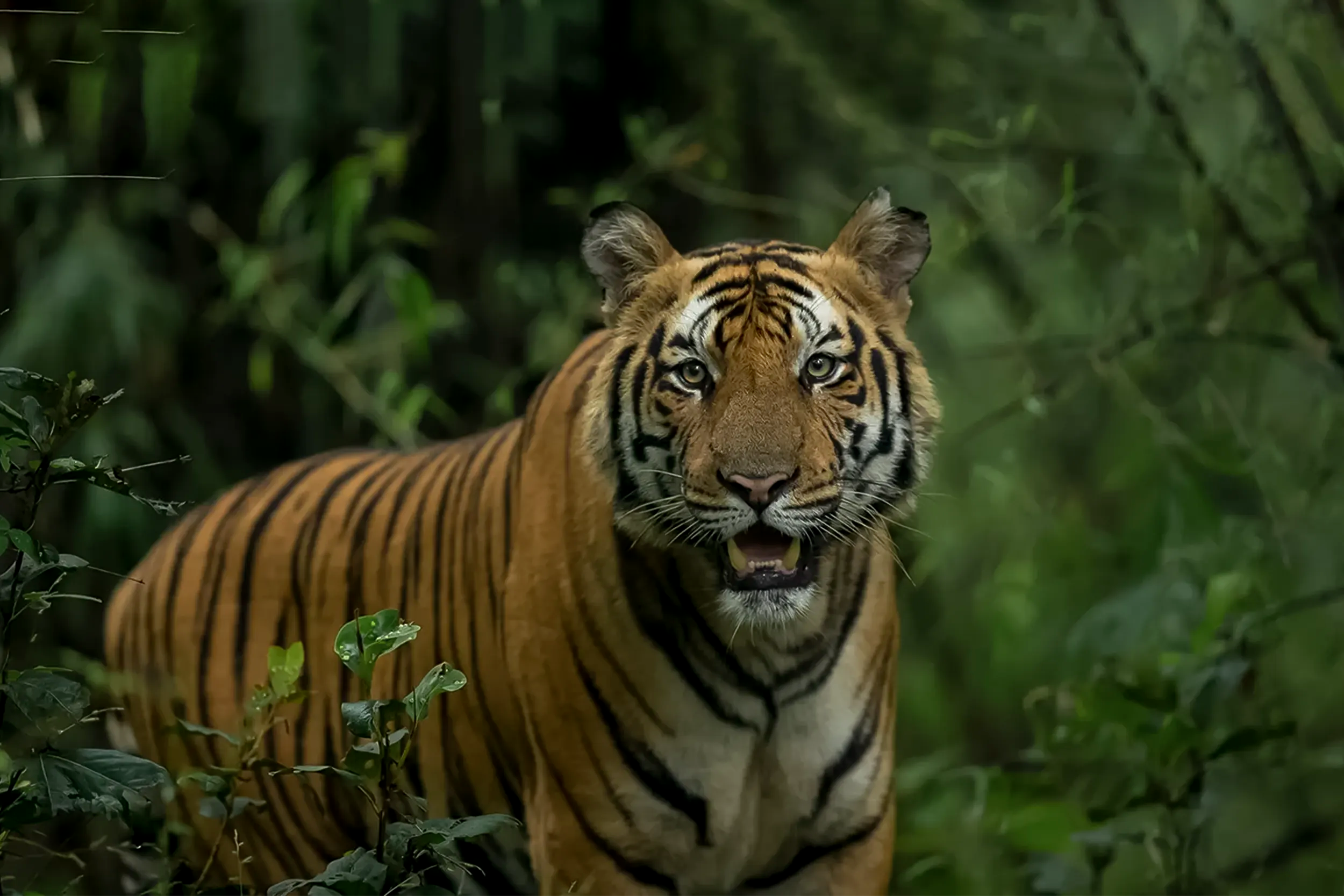 CENTRAL INDIA TIGER TOUR