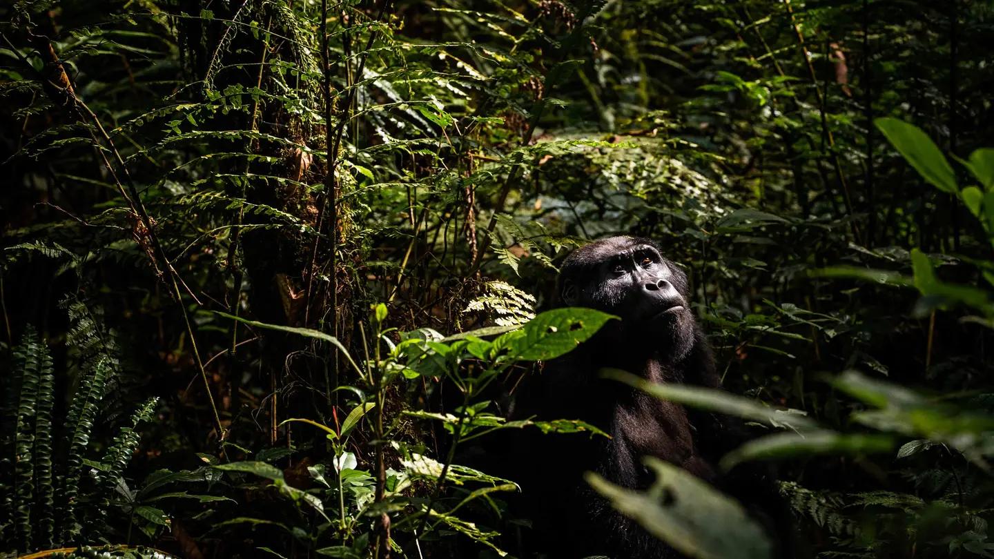 Mgahinga & the Virunga Highlands