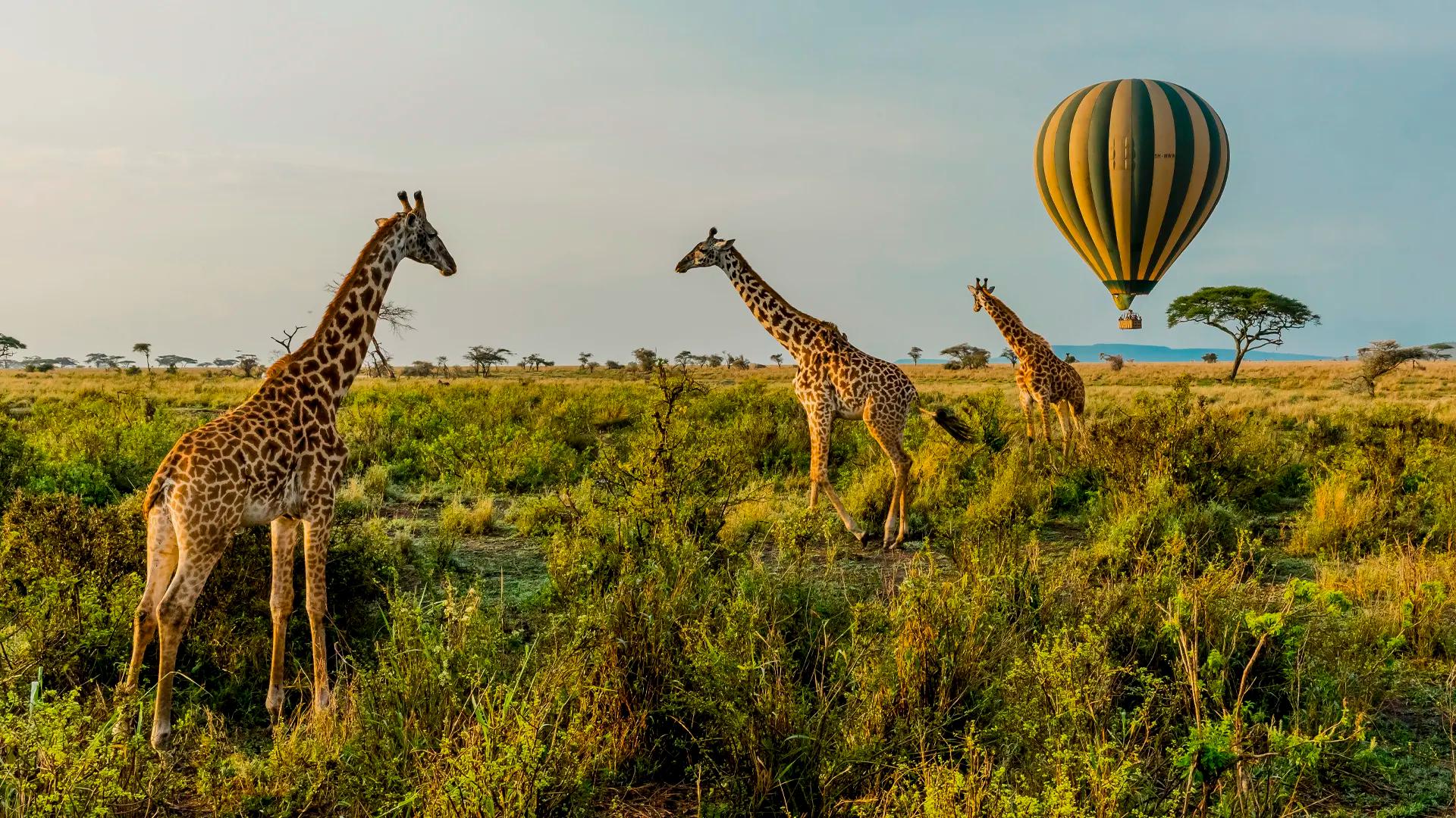 THE ULTIMATE TANZANIA SAFARI: FROM THE COFFEE HIGHLANDS TO THE SERENGETI