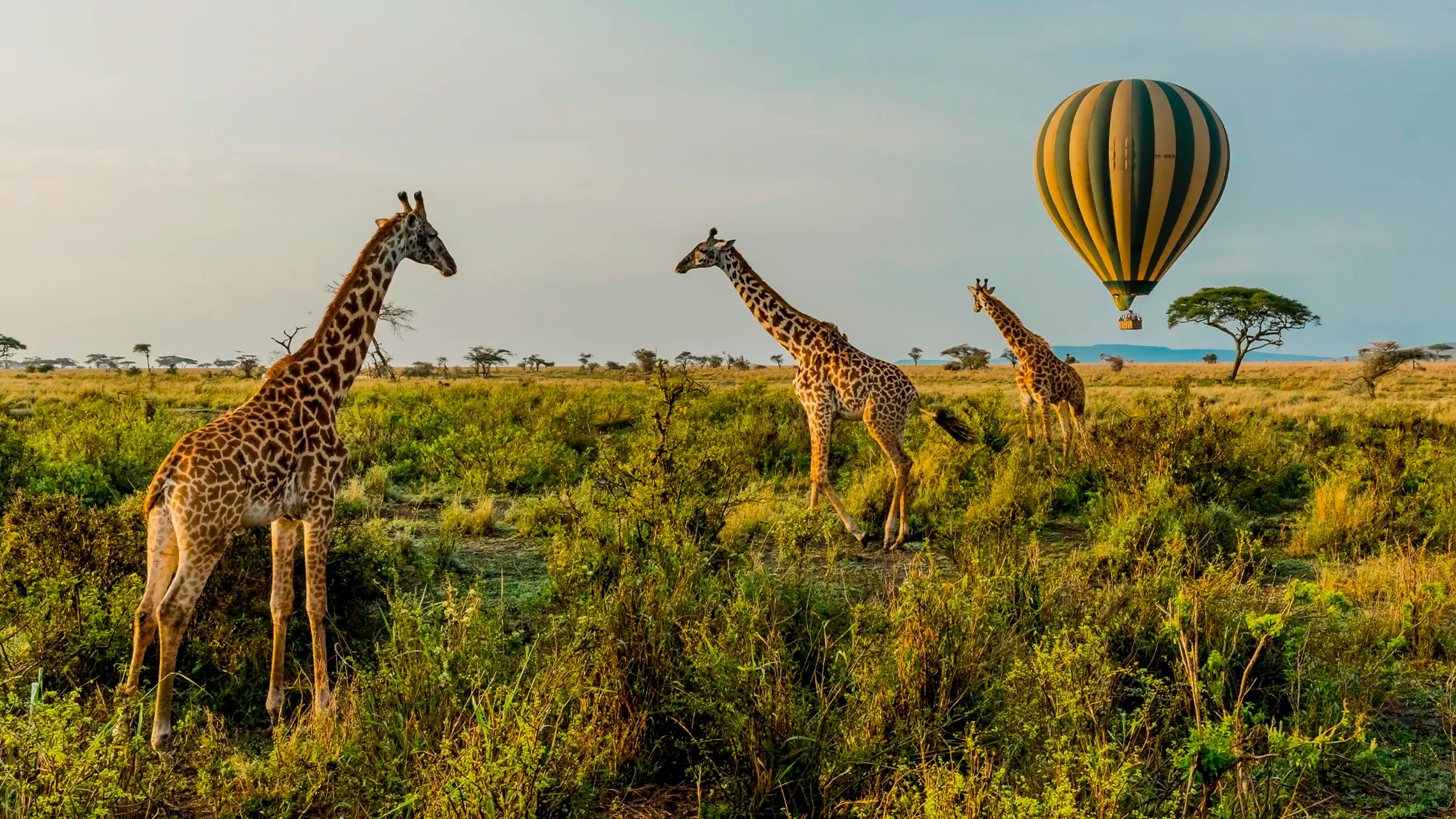 THE ULTIMATE TANZANIA SAFARI: FROM THE COFFEE HIGHLANDS TO THE SERENGETI