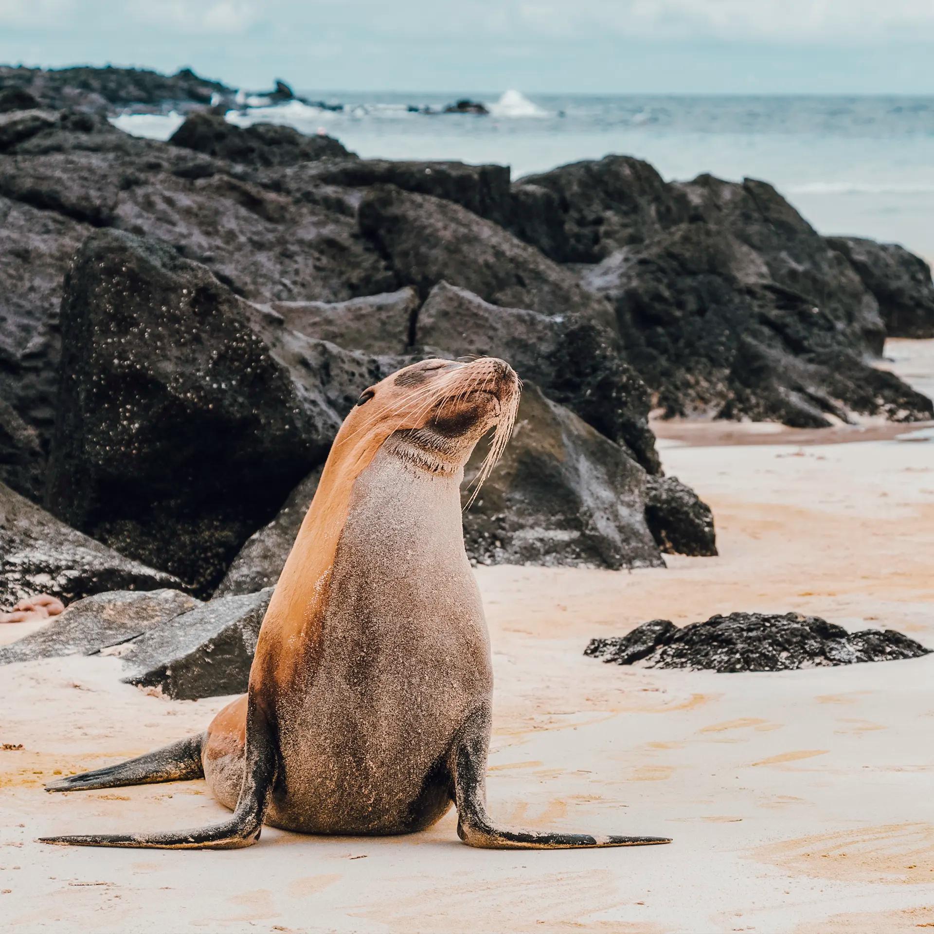 ESPAÑOLA, PUNTA SUÁREZ AND GARDNER BAY