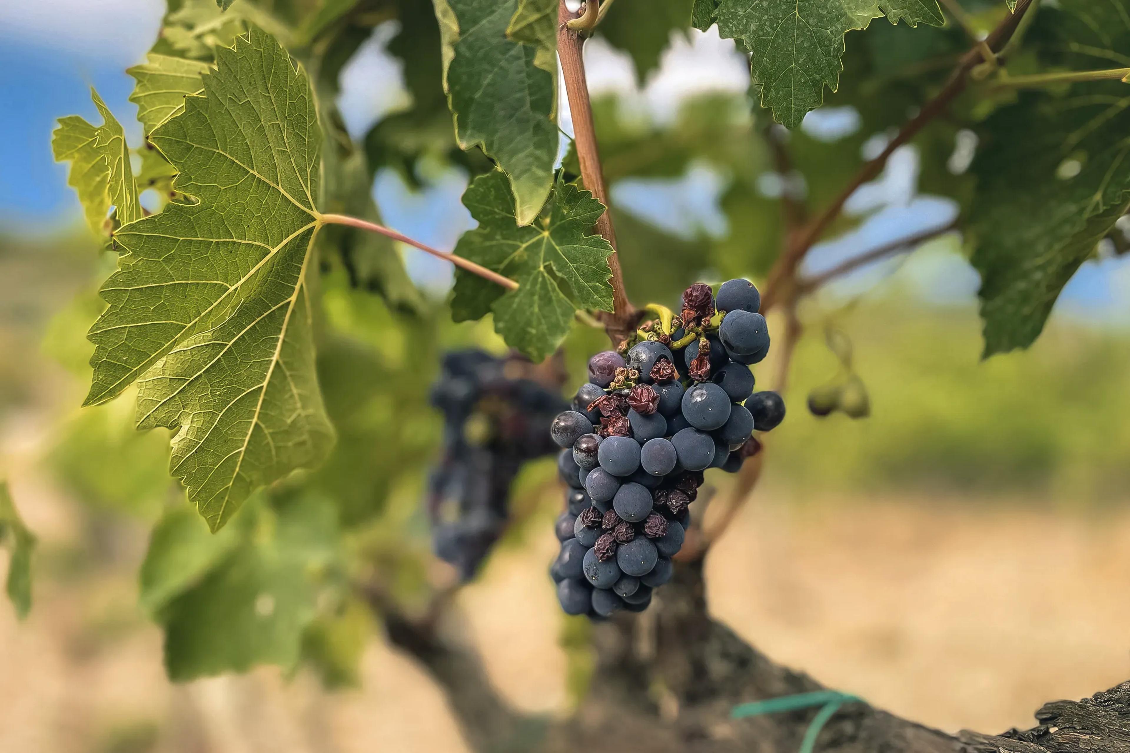 Mendoza & the Andean Wine Regions