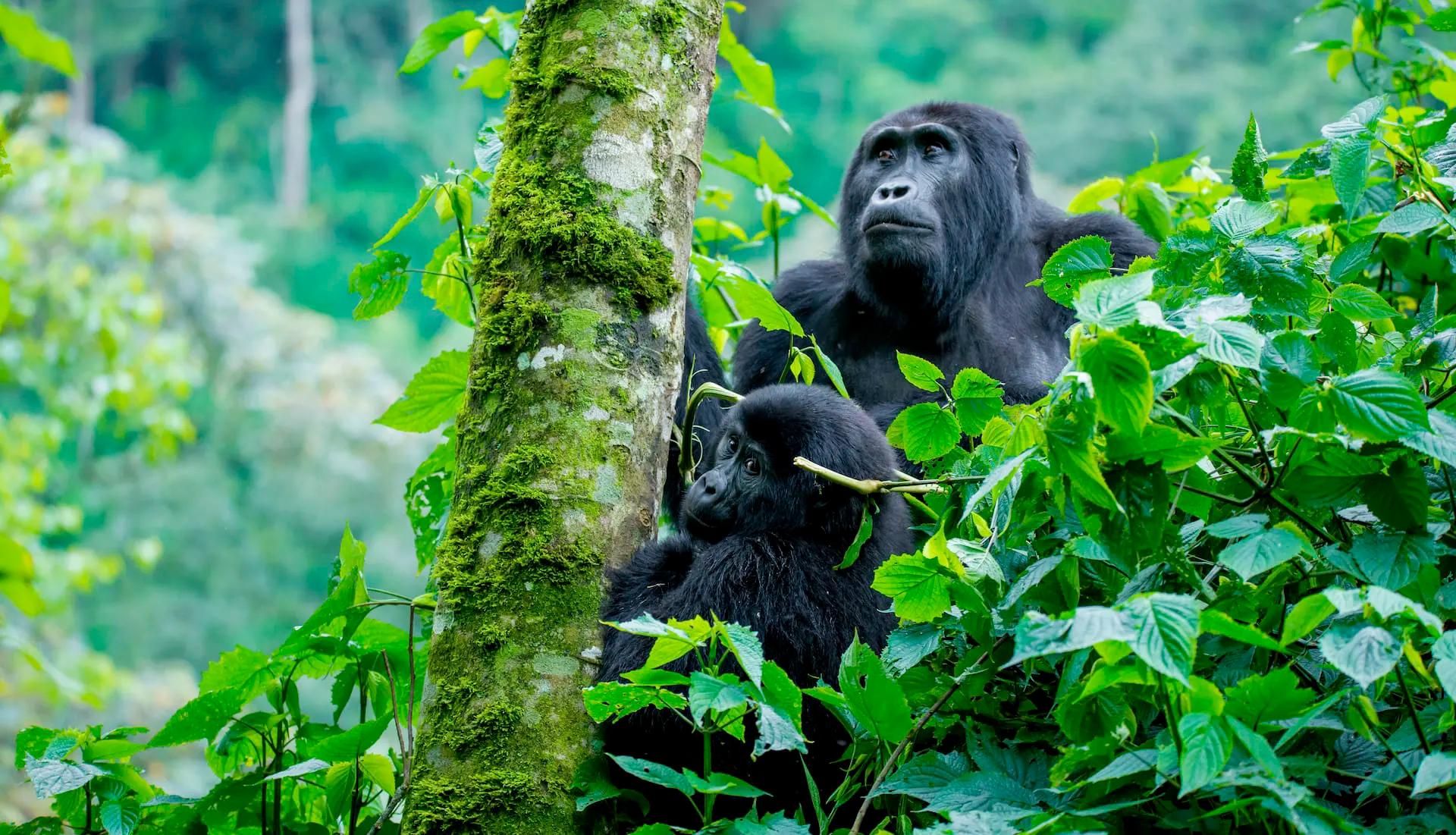 Uganda: Gorilla Trekking and Safari Adventure