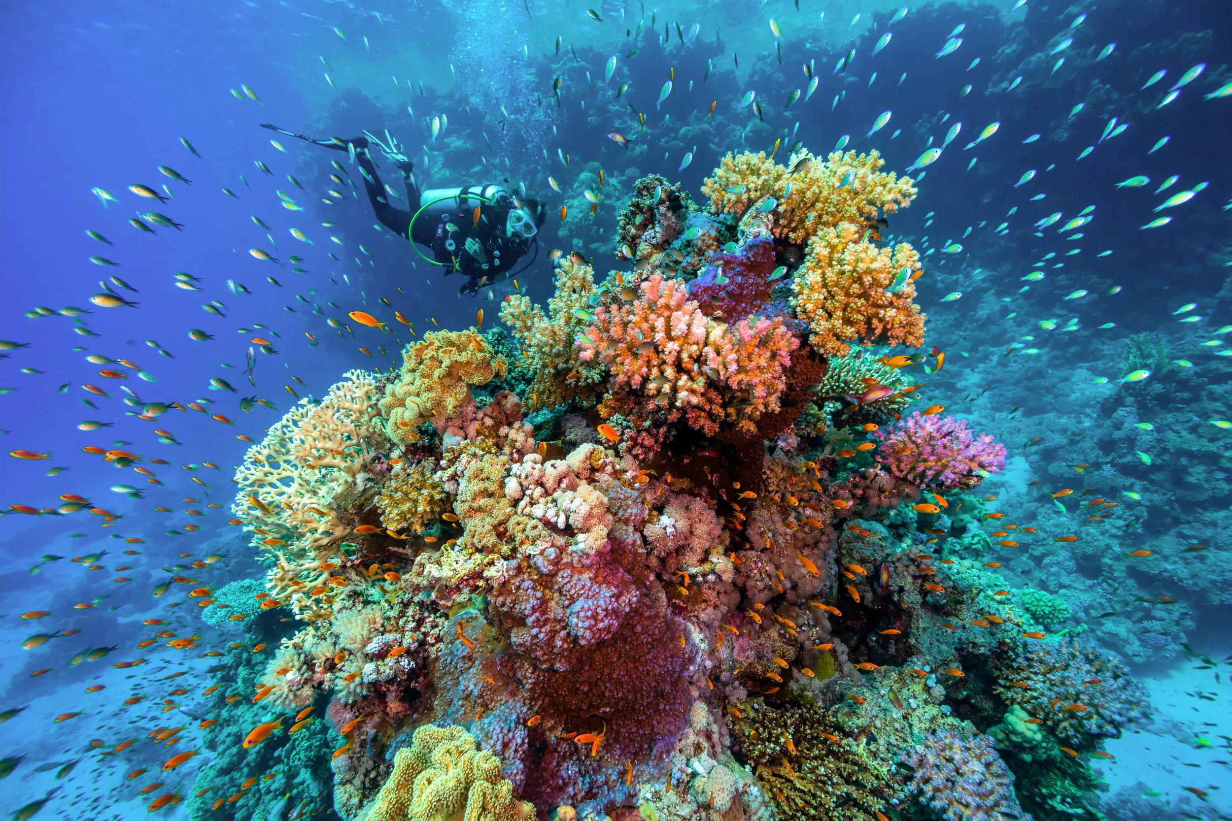 The Red Sea & Coastal Landscapes