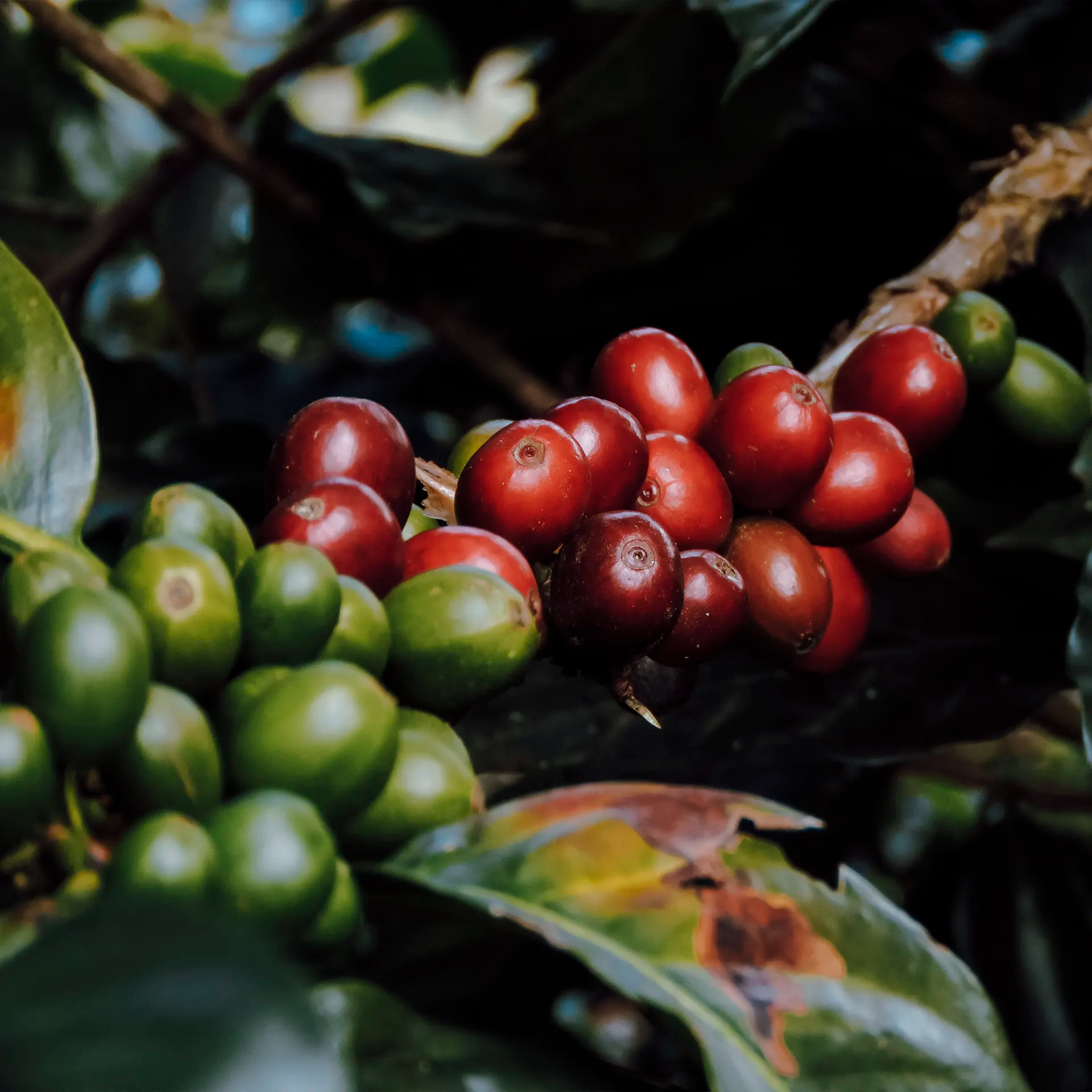 MEDELLÍN AND COFFEE LANDSCAPES