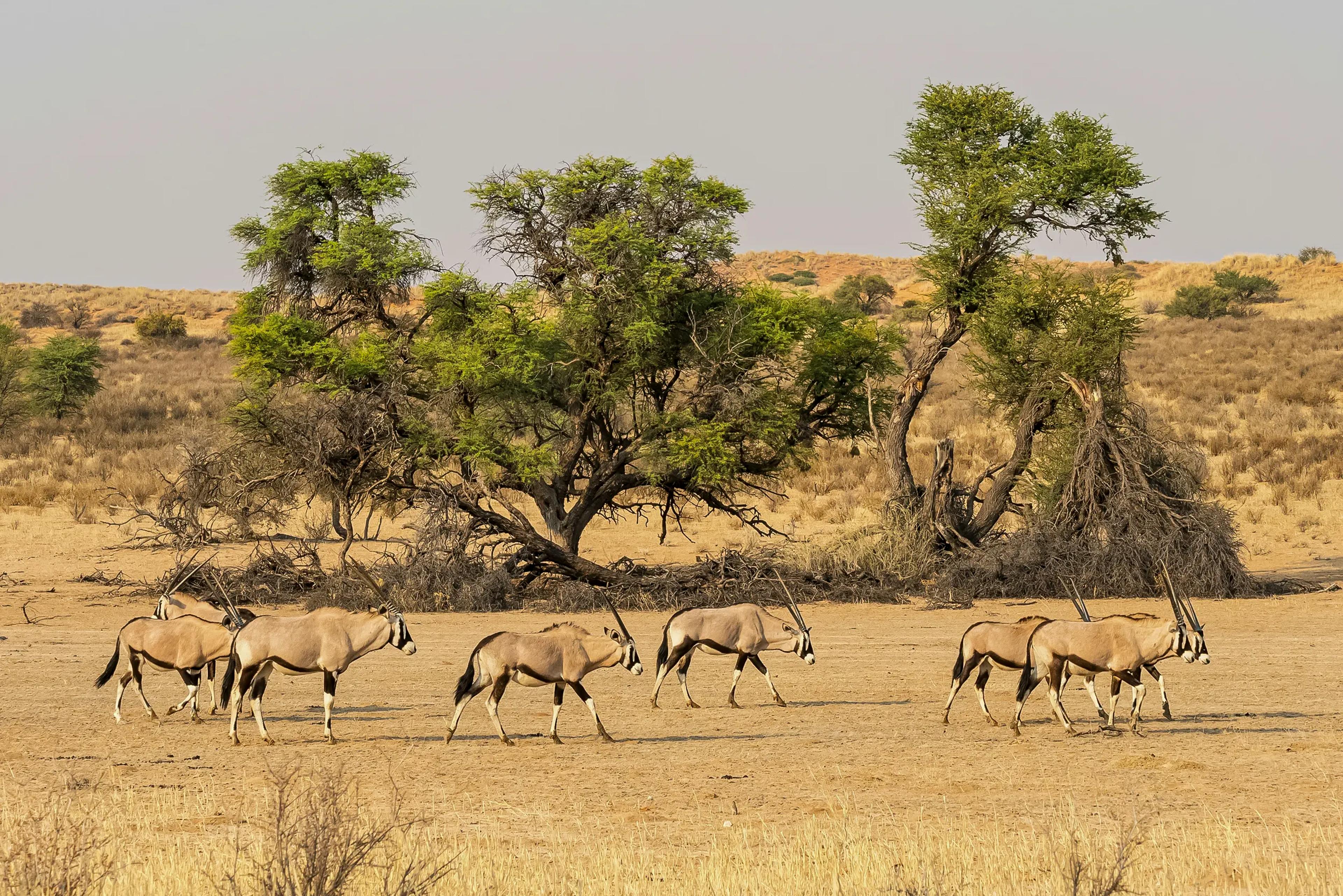The Central Kalahari Desert