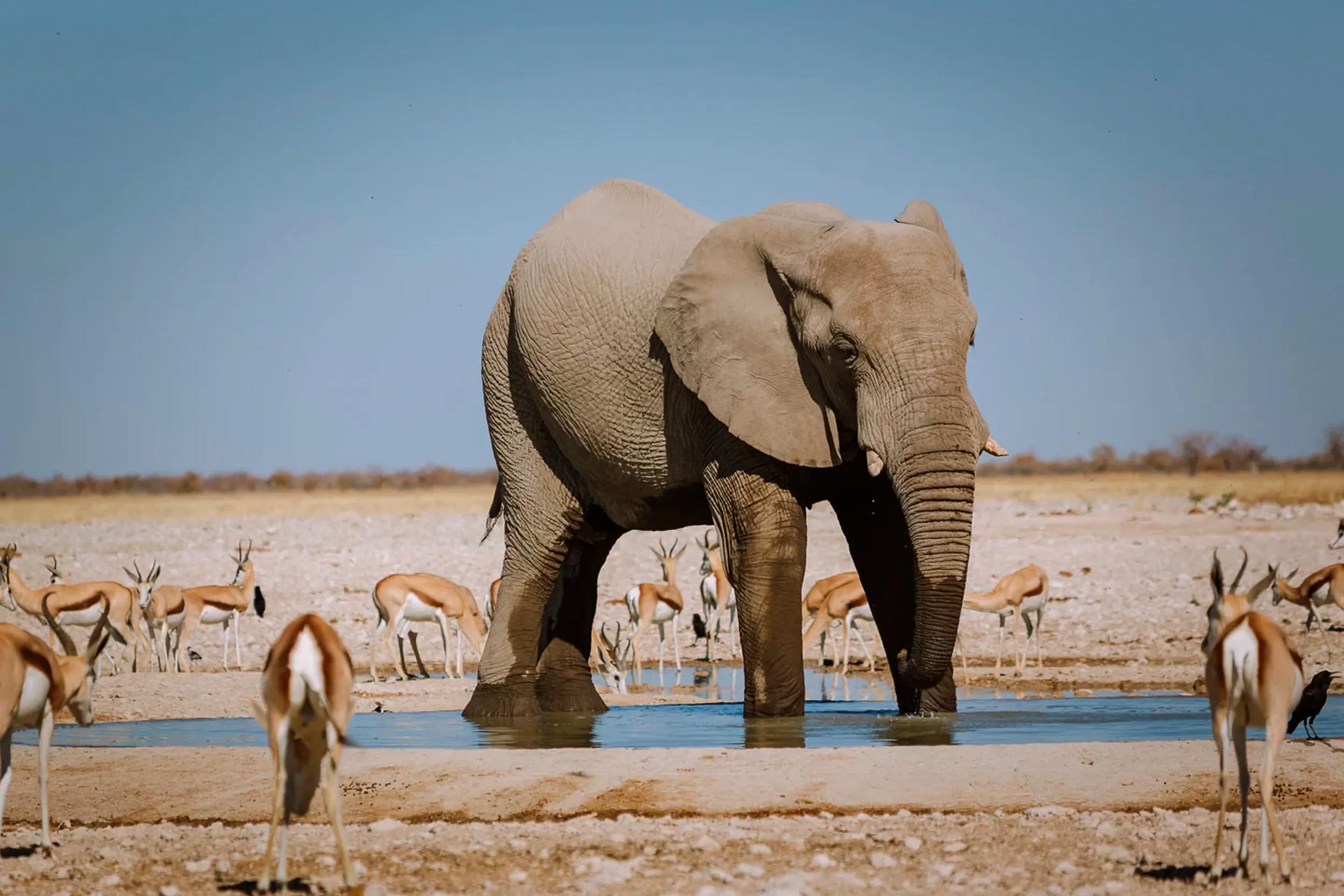 Etosha National Park