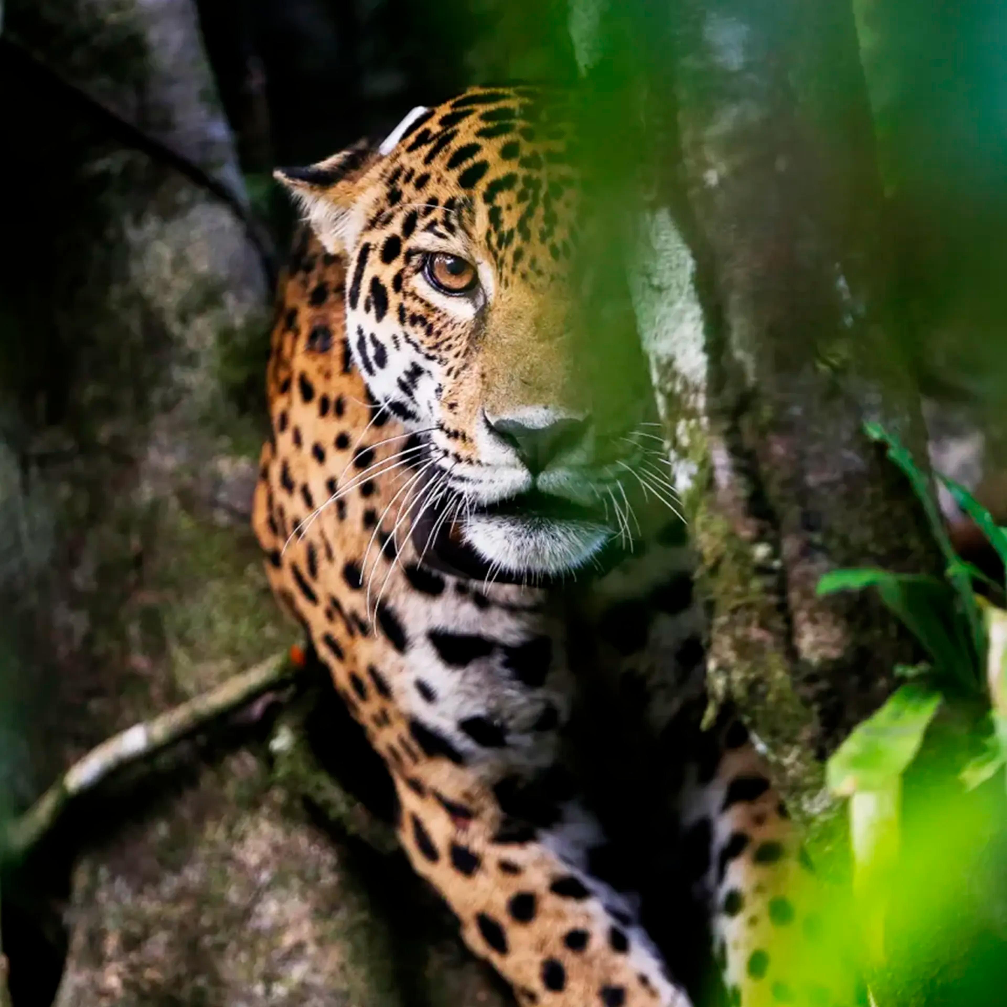 The Pantanal & Wildlife Regions