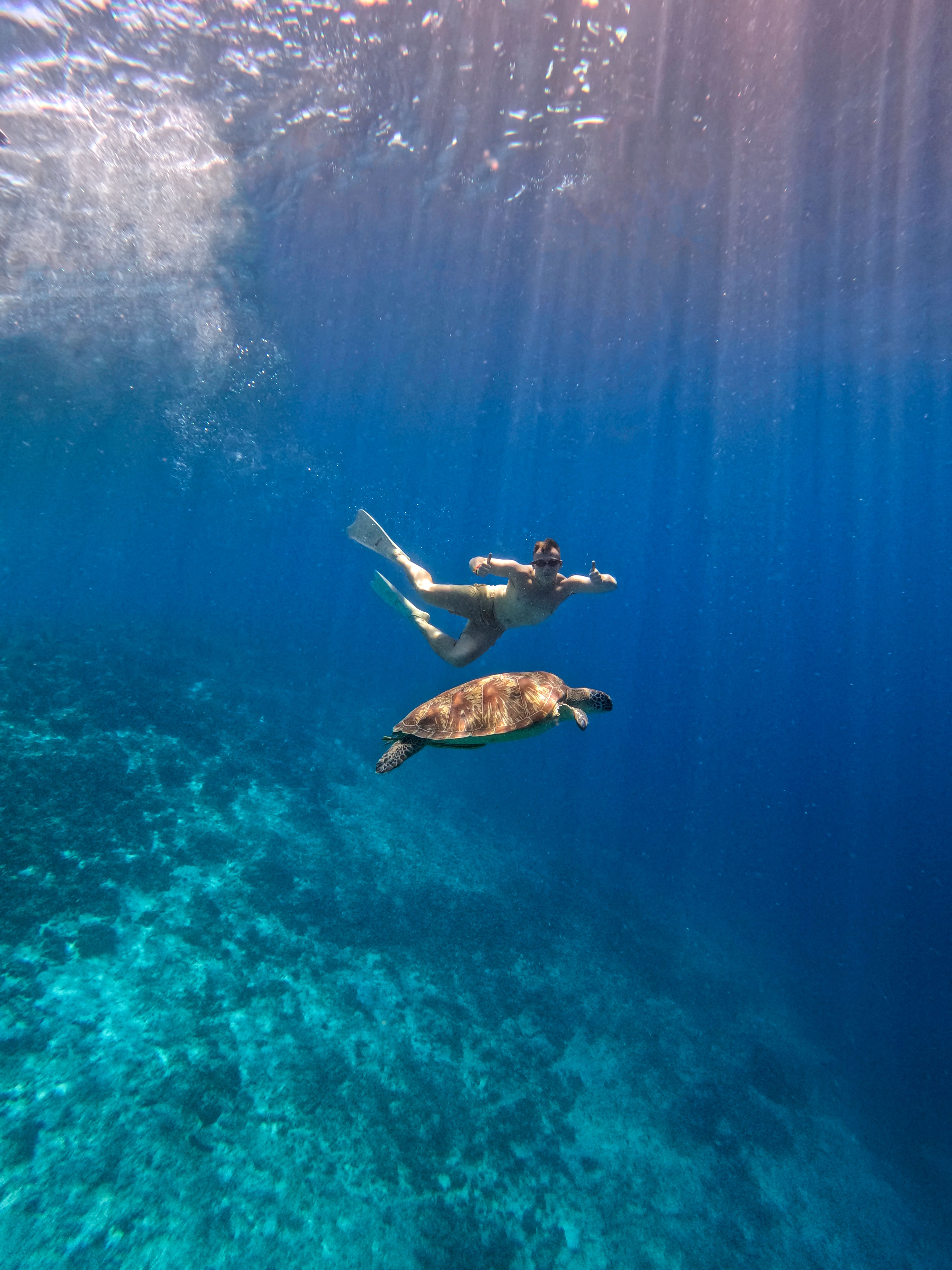 Bali snorkelling with turtles