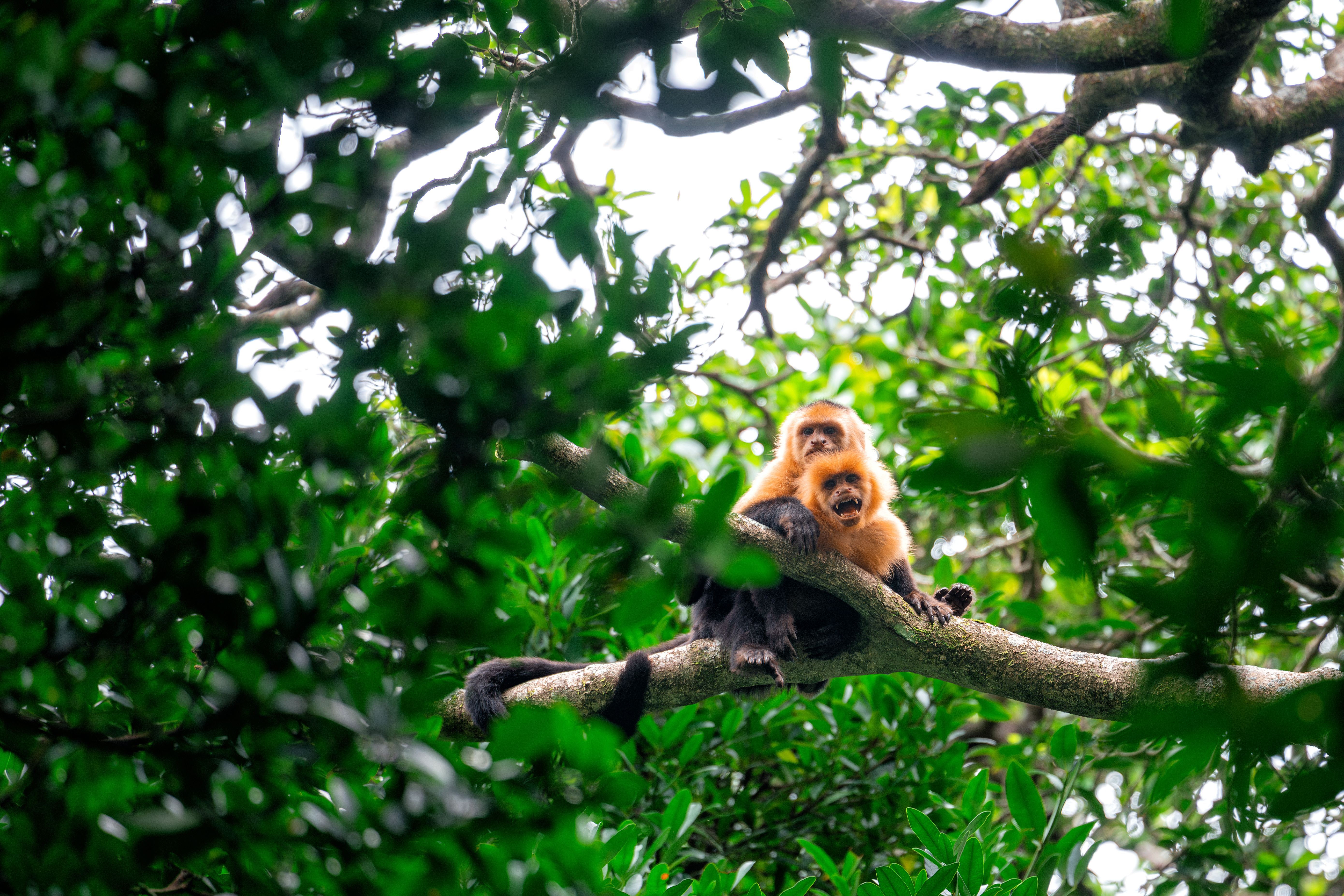 Costa rica wildlife monkeys