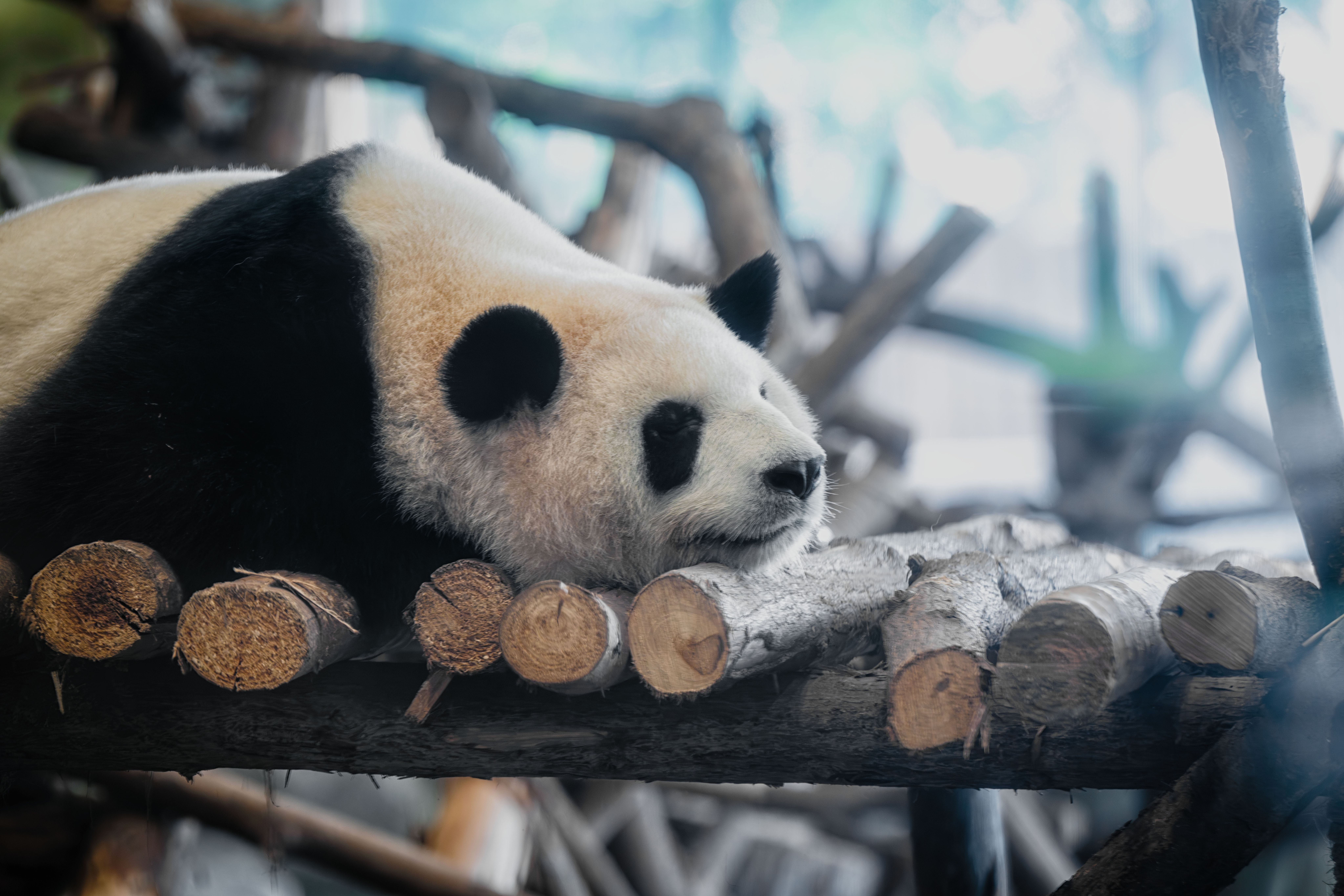 China pandas small change